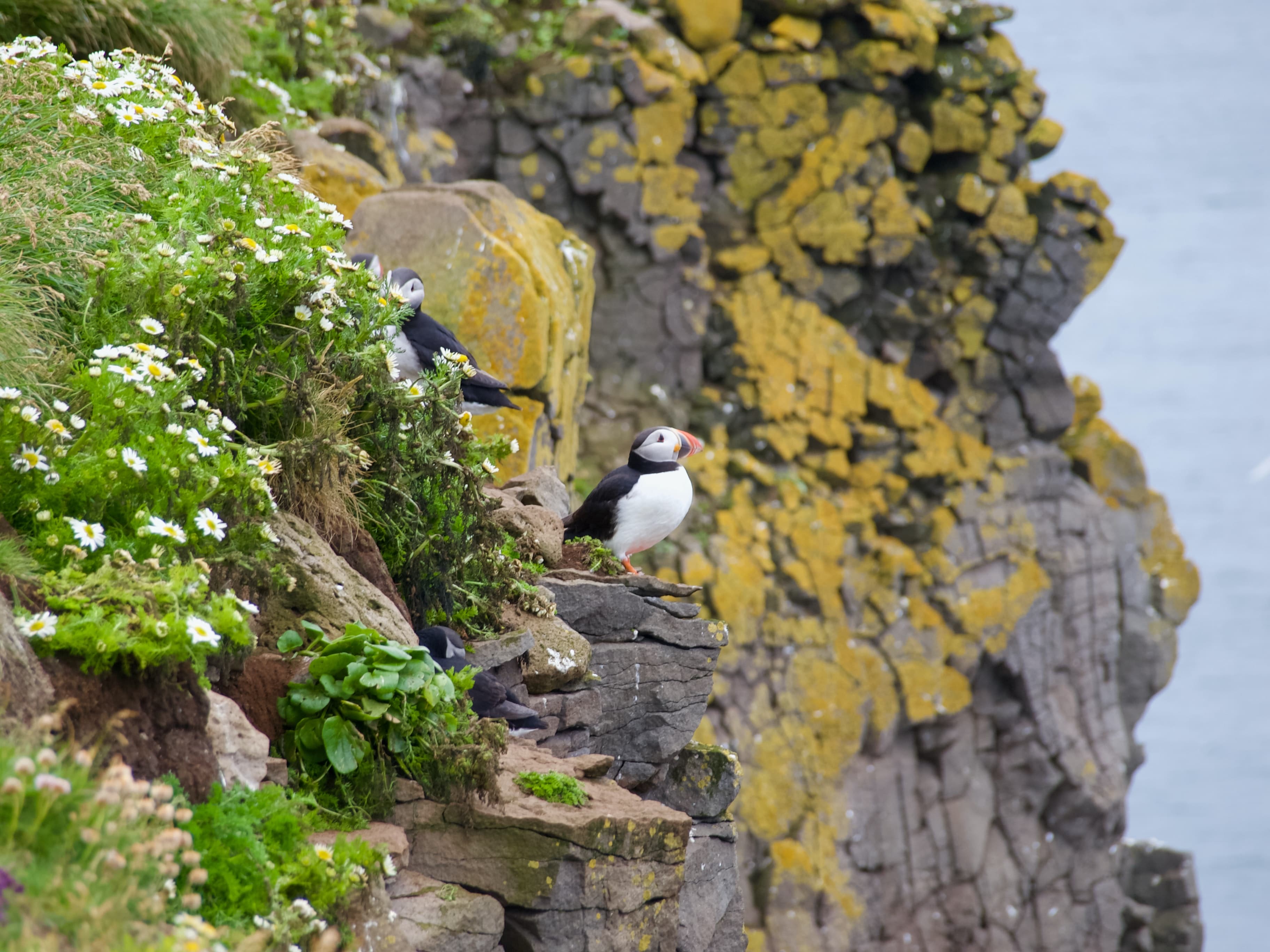 Puffins & People: A Reykjavik City & Boat Adventure - photo 7