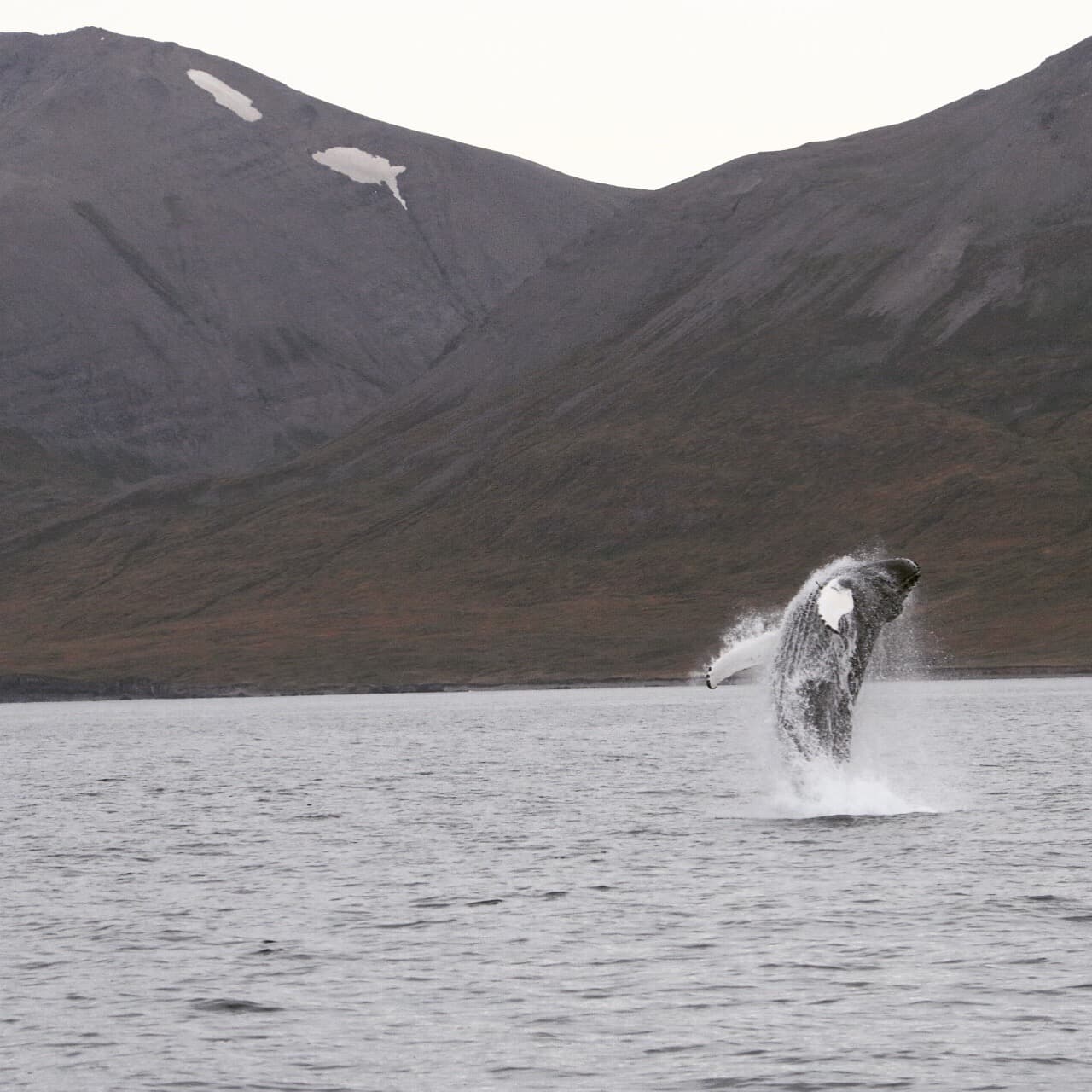 Express Whale Watching From Dalvík - photo 5