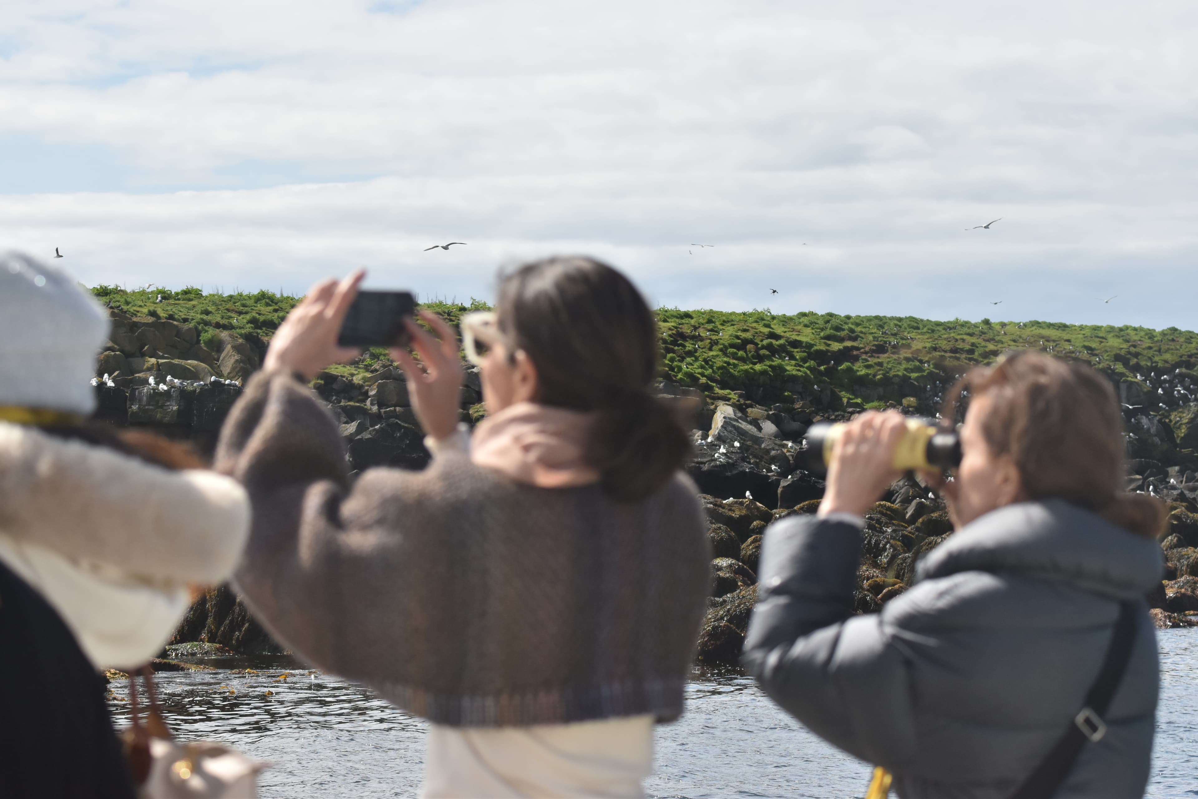 Reykjavík Classic Puffin Watching - photo 4