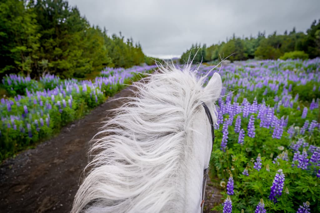 Viking Horses Morning Tour - photo 8