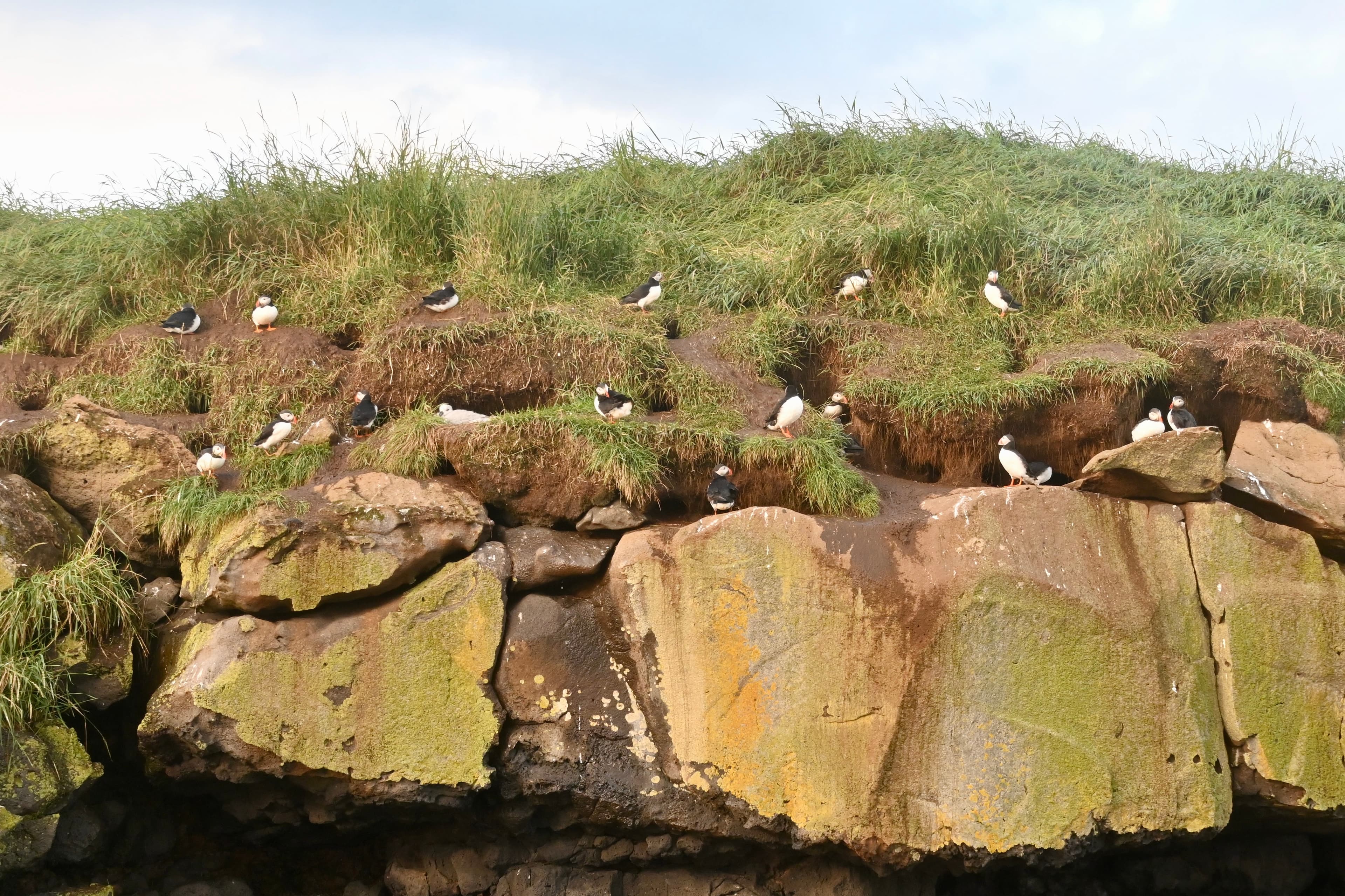Reykjavík Premium Whales in the Midnight Sun - photo 23