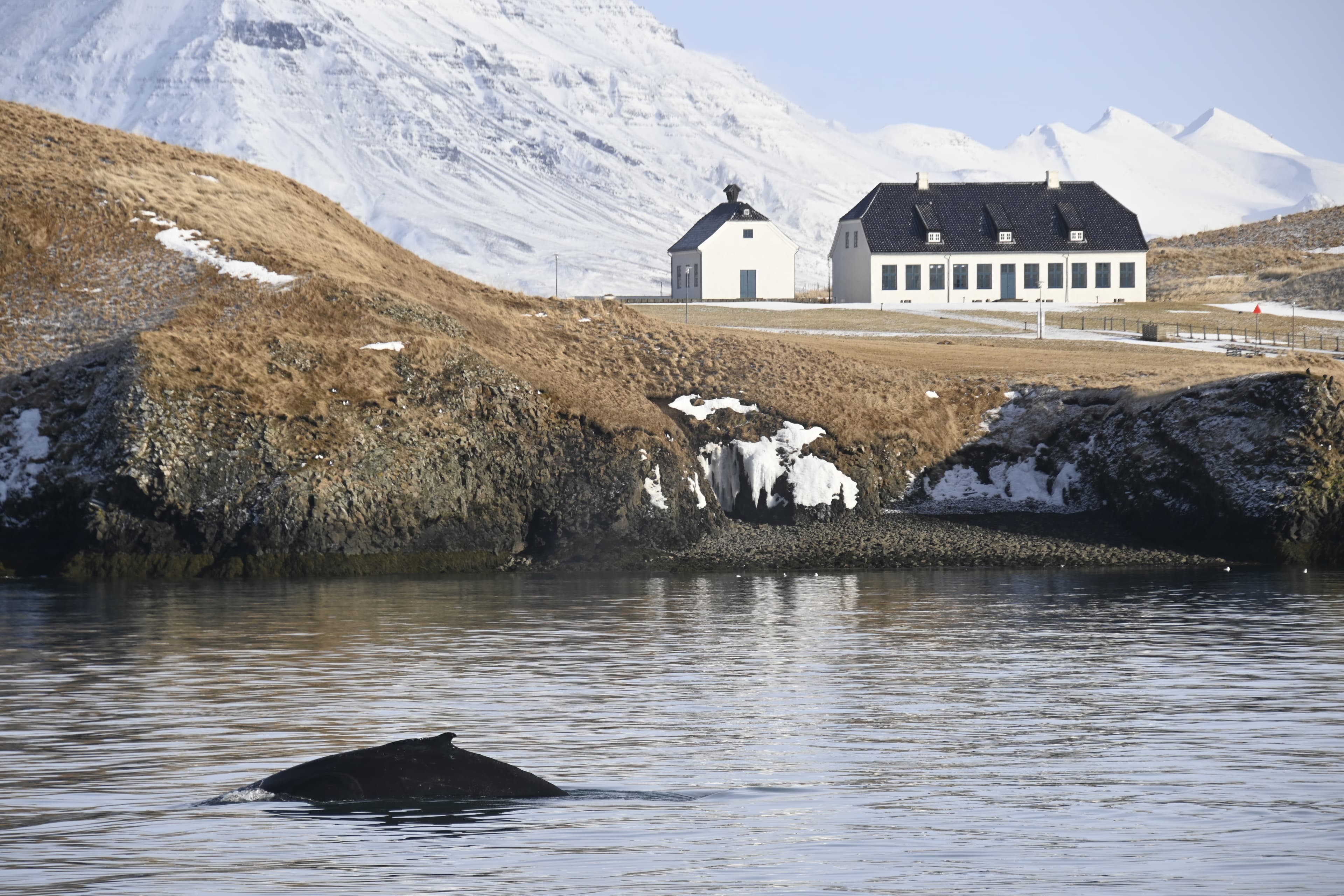 Reykjavík Whales & Viðey Island - photo 13