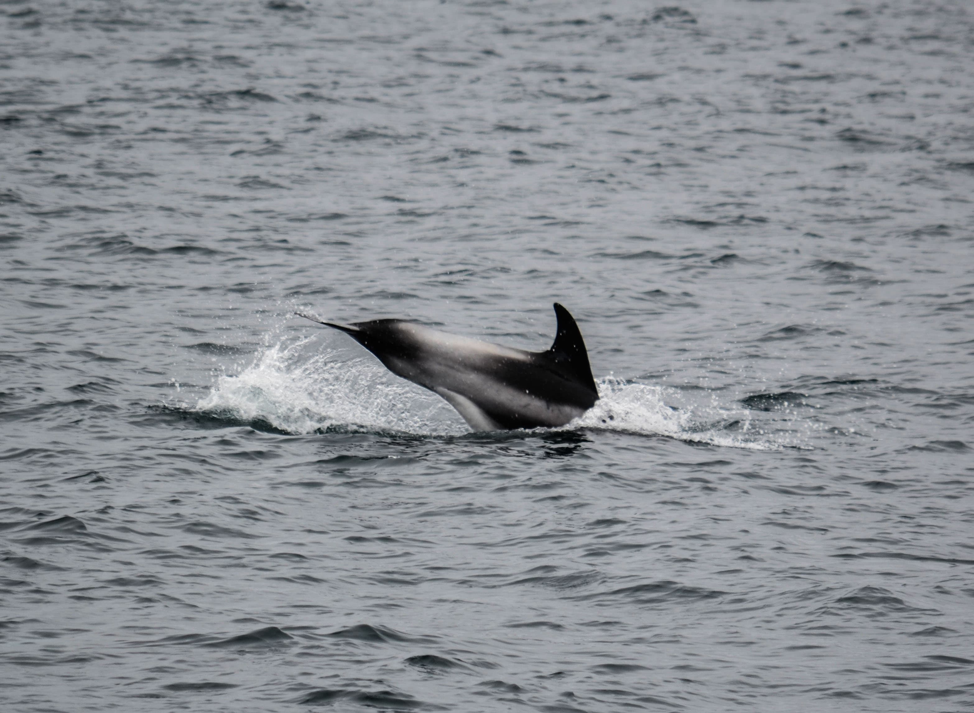 Whale Watching & Lava Show Reykjavik: Nature's Breathtaking Spectacle - photo 8