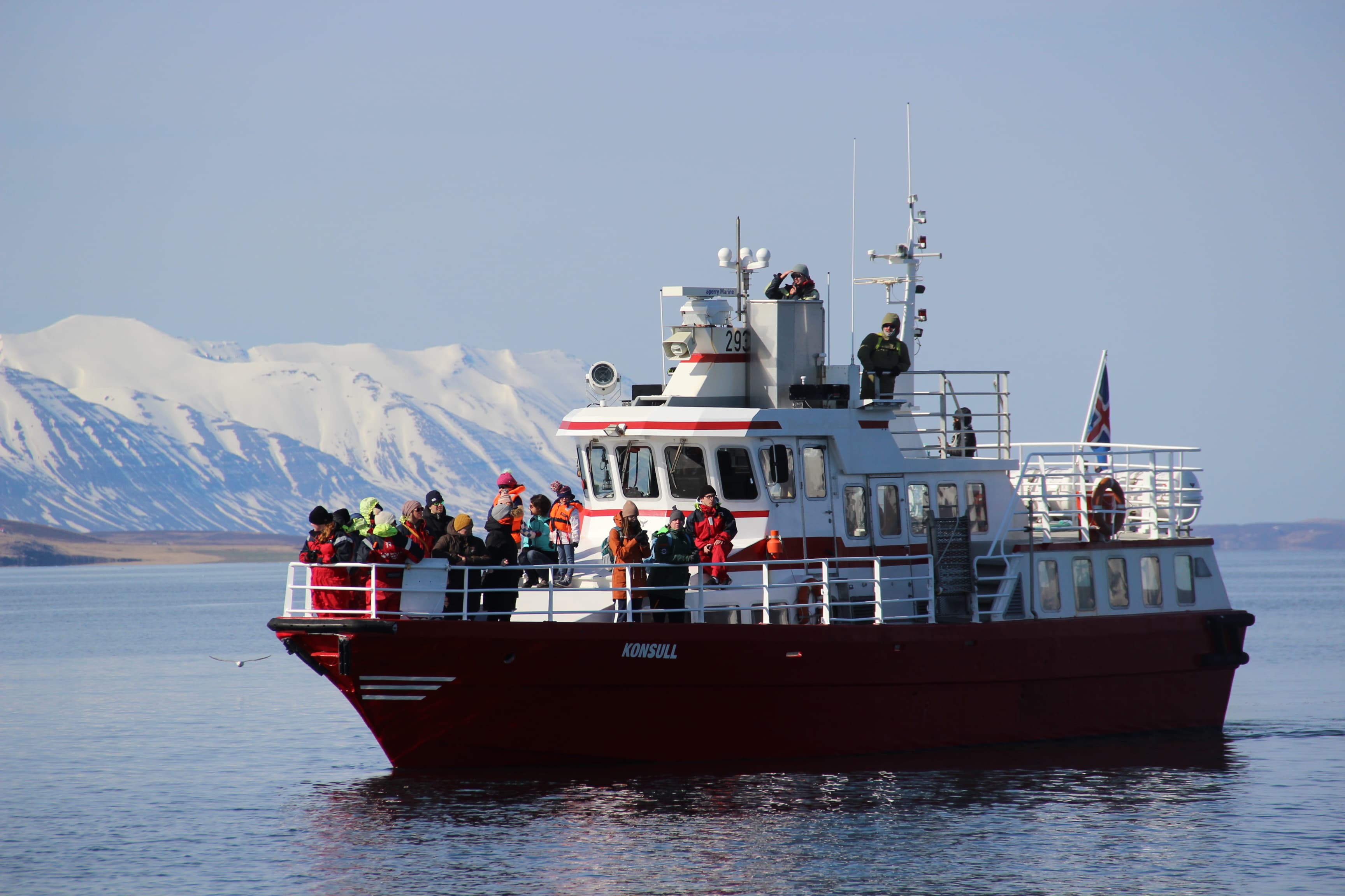 Akureyri Classic Whale Watching - photo 19