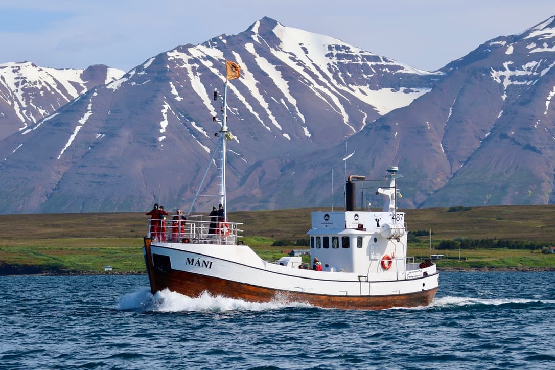 Classic Whale Watching from Dalvík - photo 12