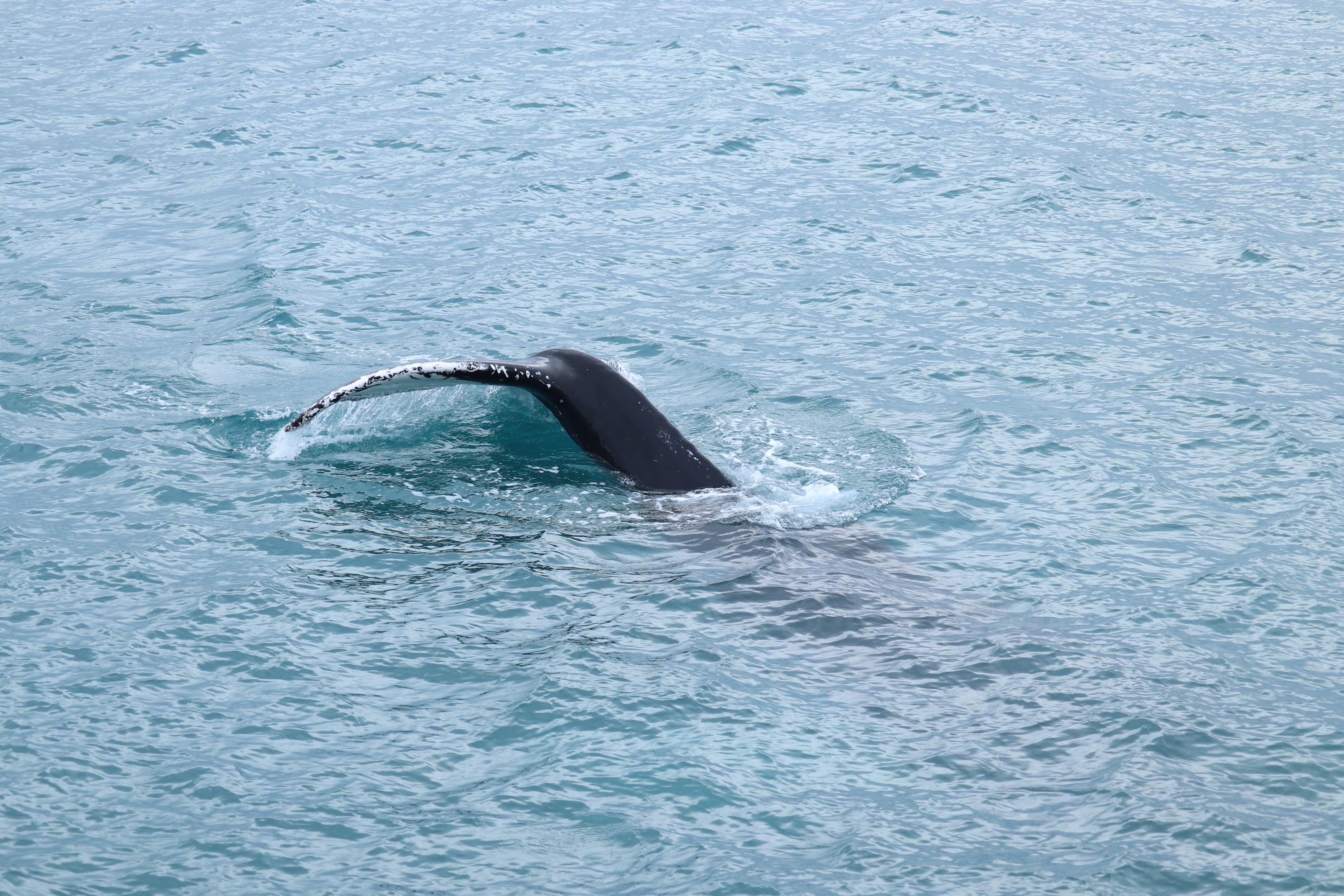 Whale Watching tour from Reykjavik - photo 81