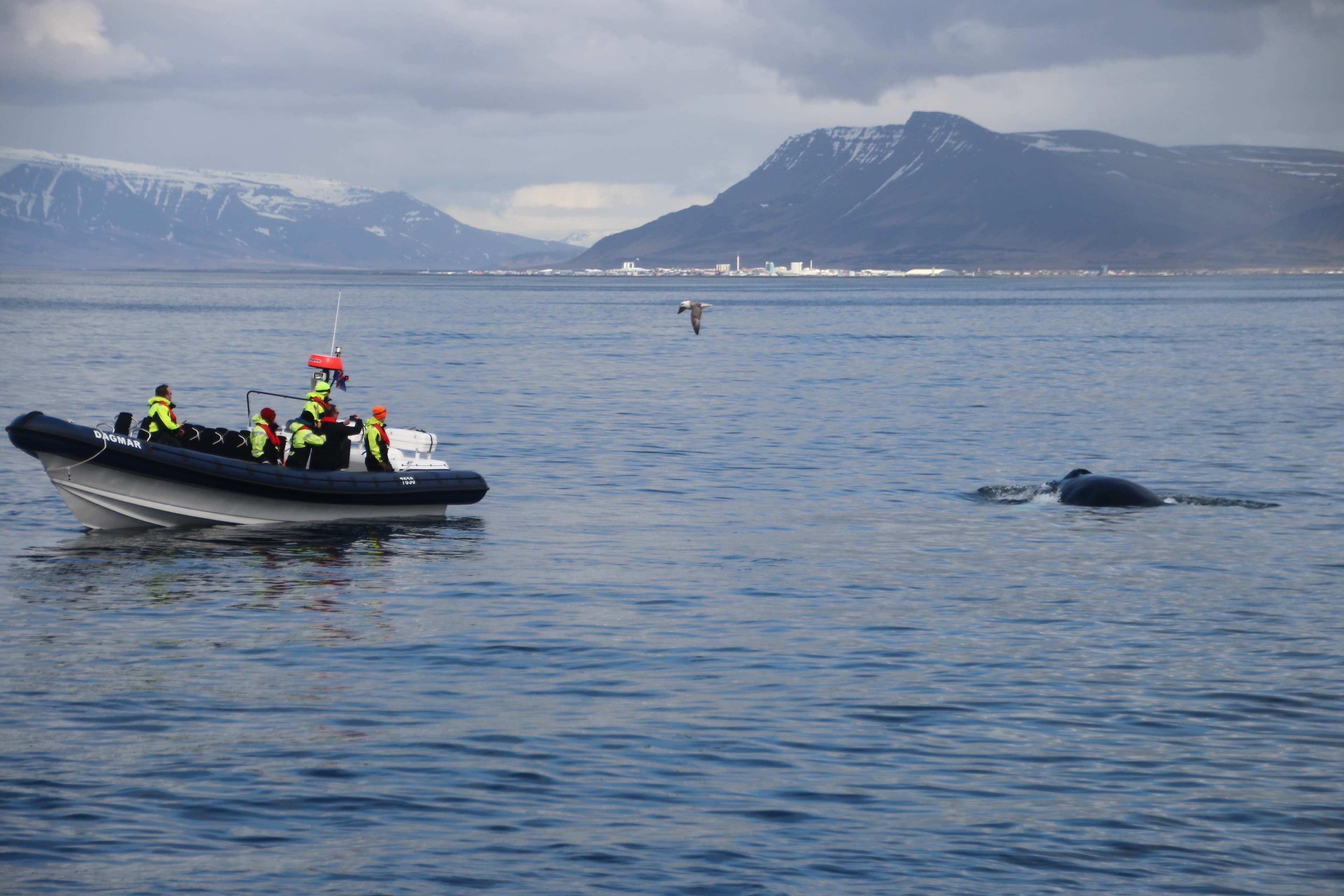 RIB Express - photo 11