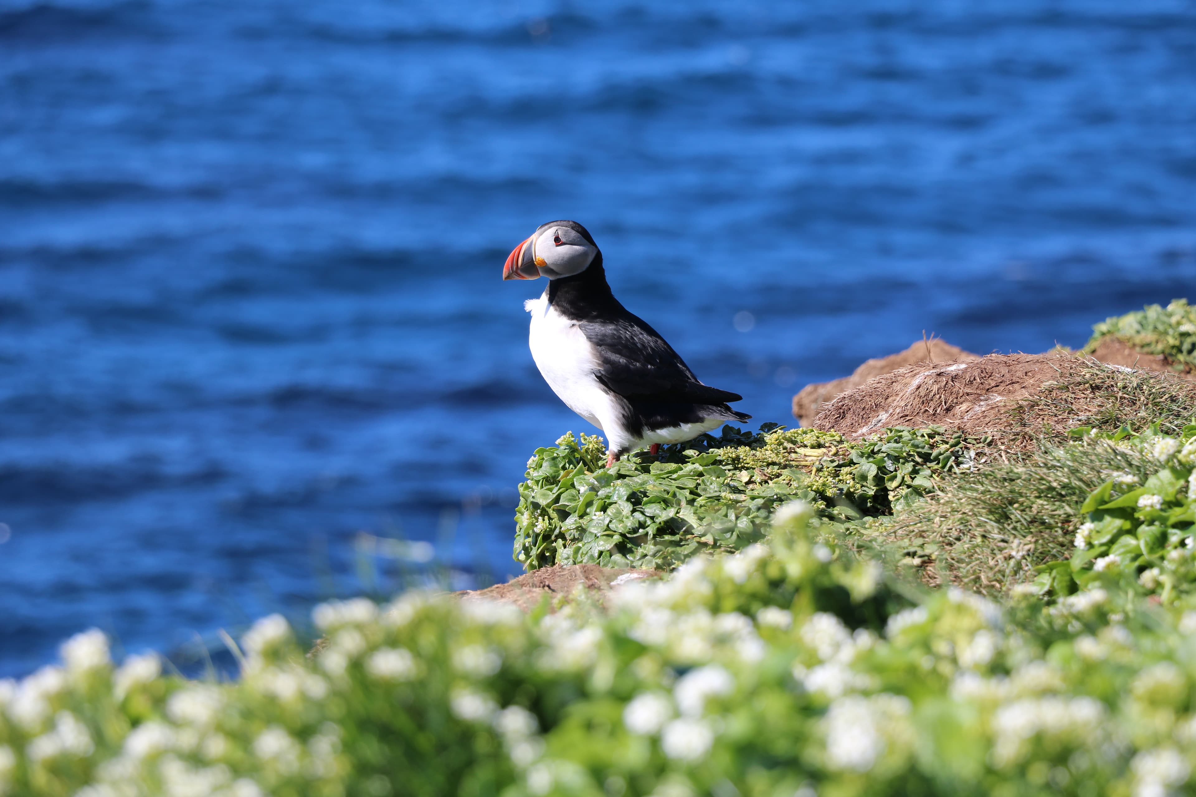 Reykjavík Premium Whale Watching - photo 22