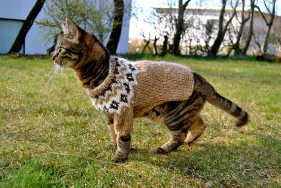 Private Combo Reykjavik Folklore & CatWalk - photo 12