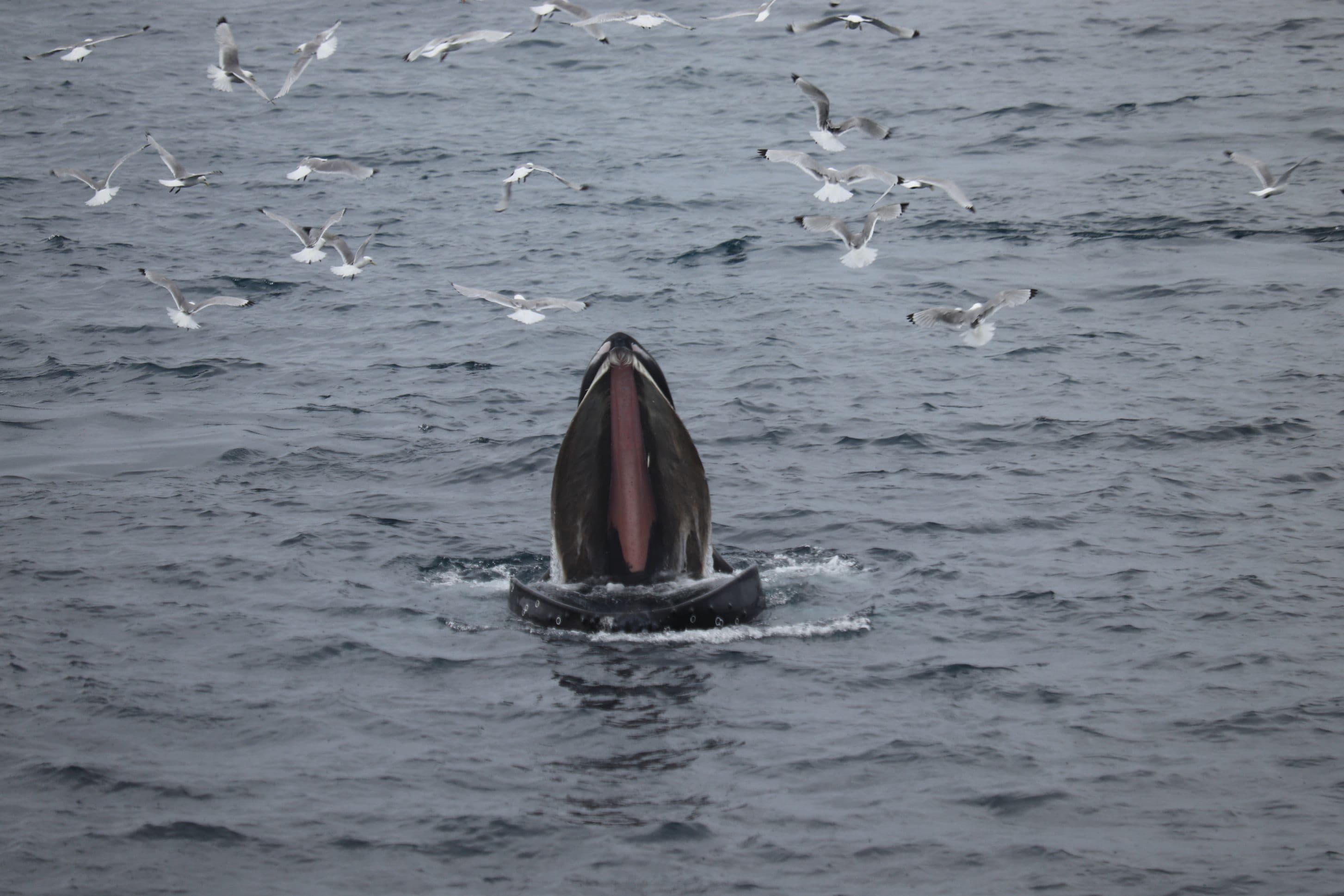 Best Value Whale Watching tour from Reykjavik - photo 17