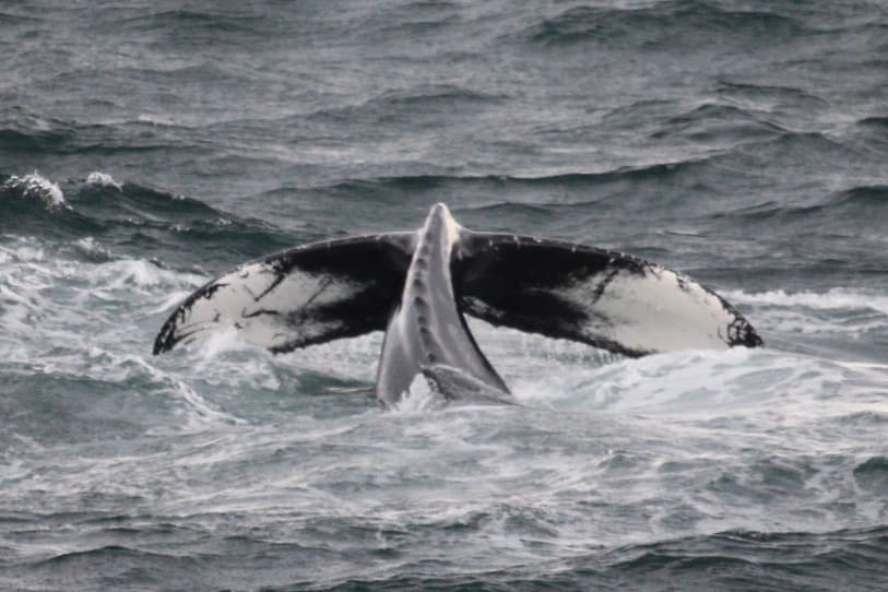 Whales & Lava Show - photo 5