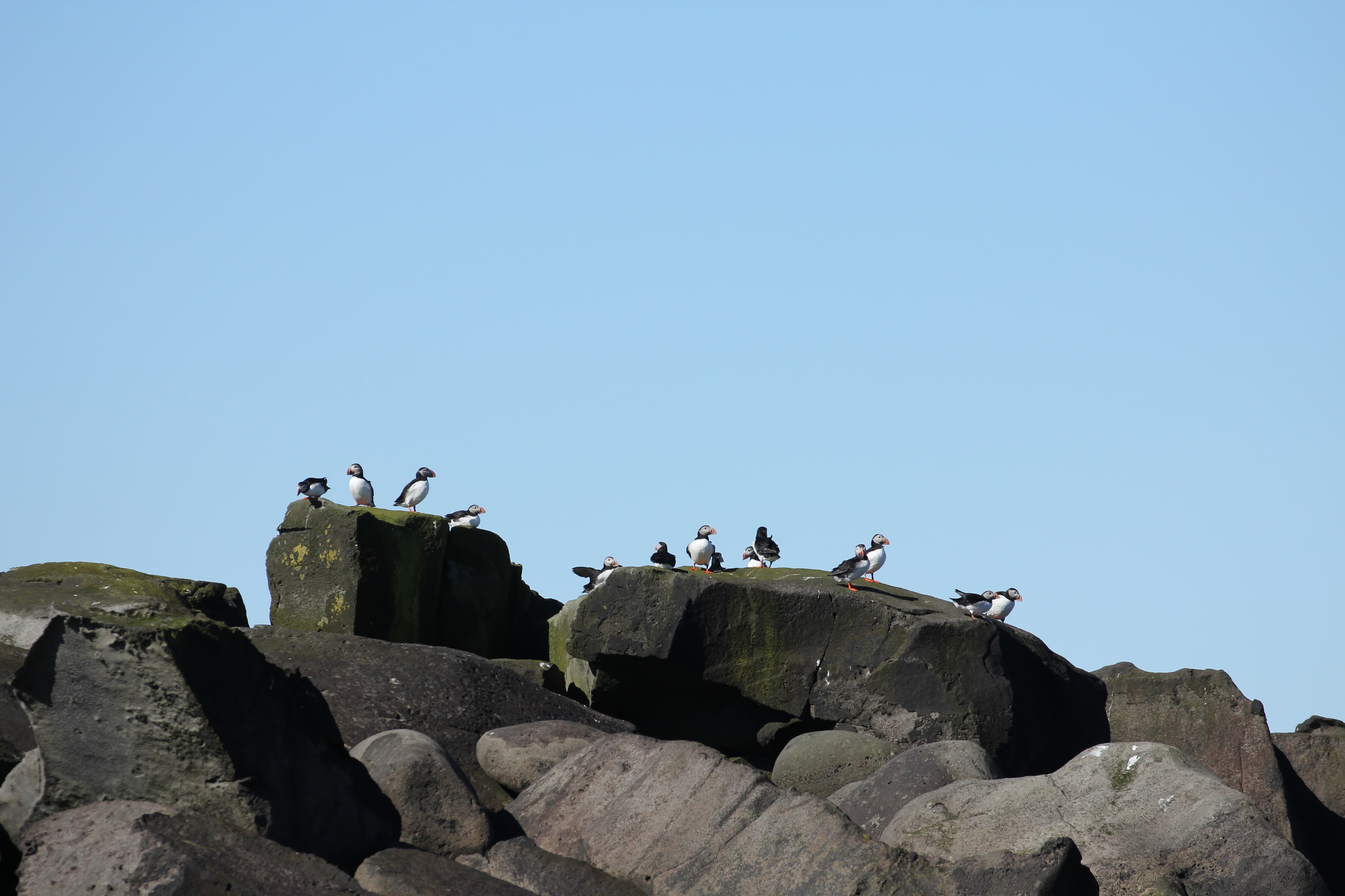 Premium Puffin Tour - photo 10