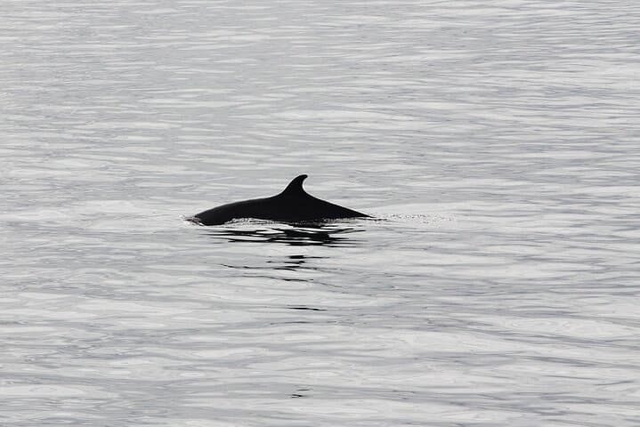 Whale Watching & Dolphin Yacht Cruise - photo 12