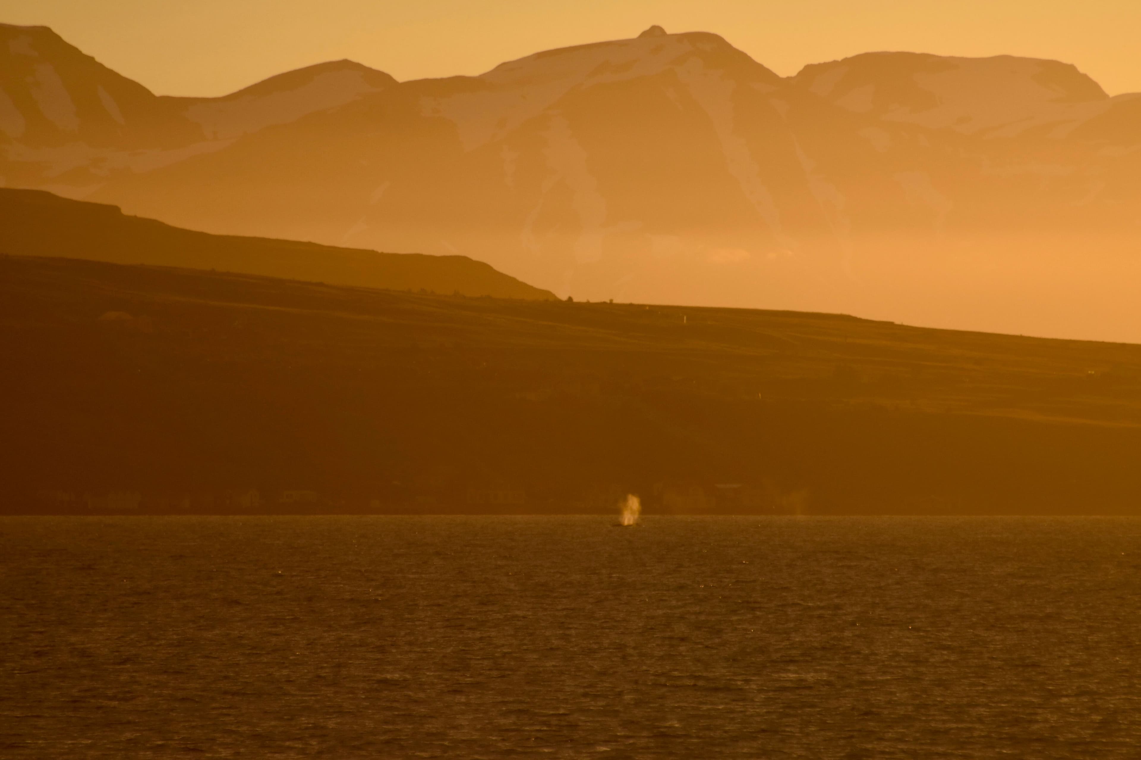 Akureyri Classic Whales in the Midnight Sun - photo 9