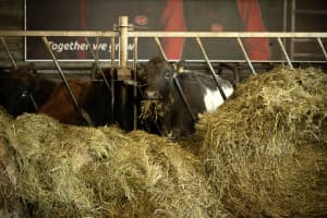 Private tour: Golden Circle and Farm Lunch in SuperJeep - photo 18