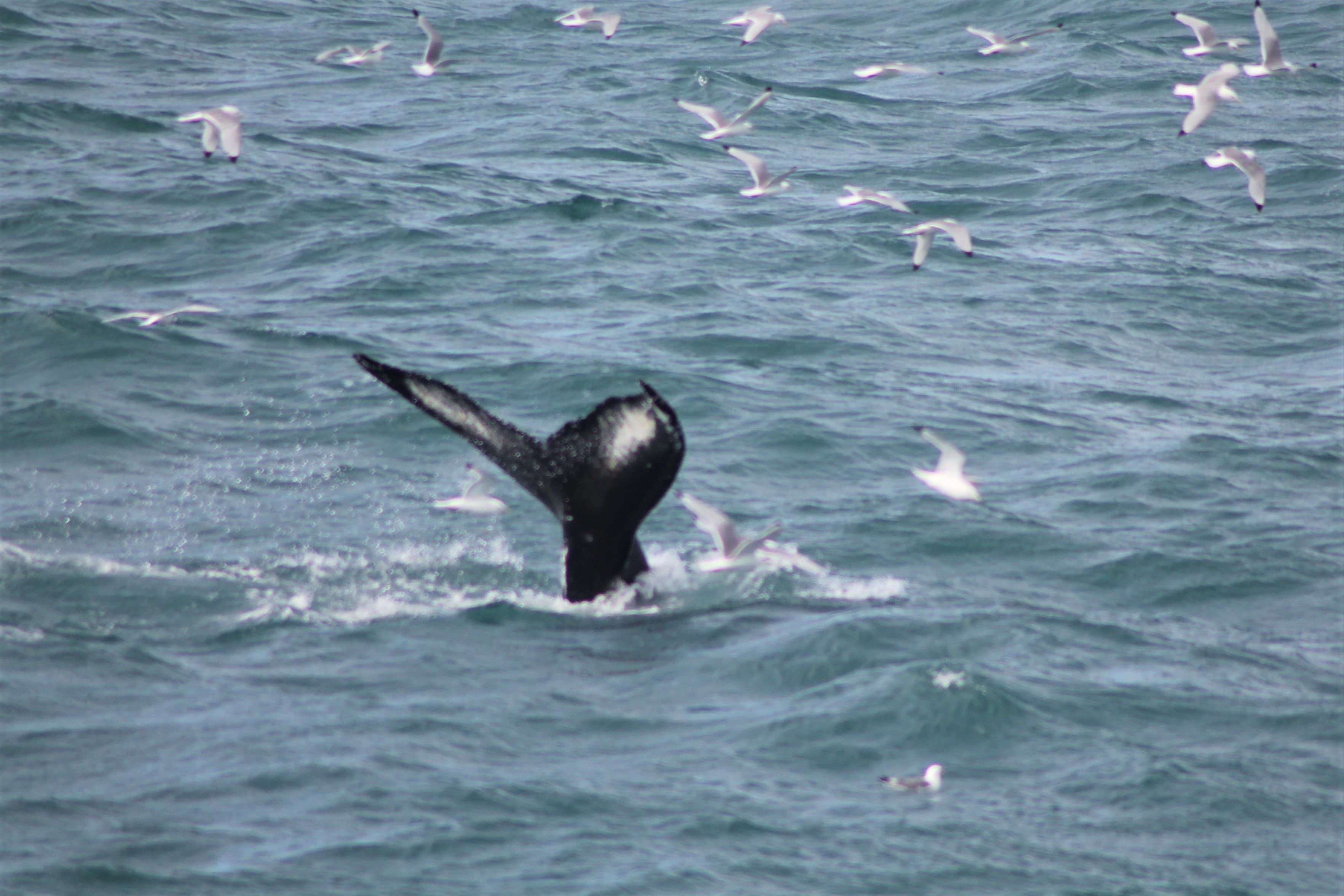 Whale Watching tour from Reykjavik - photo 48