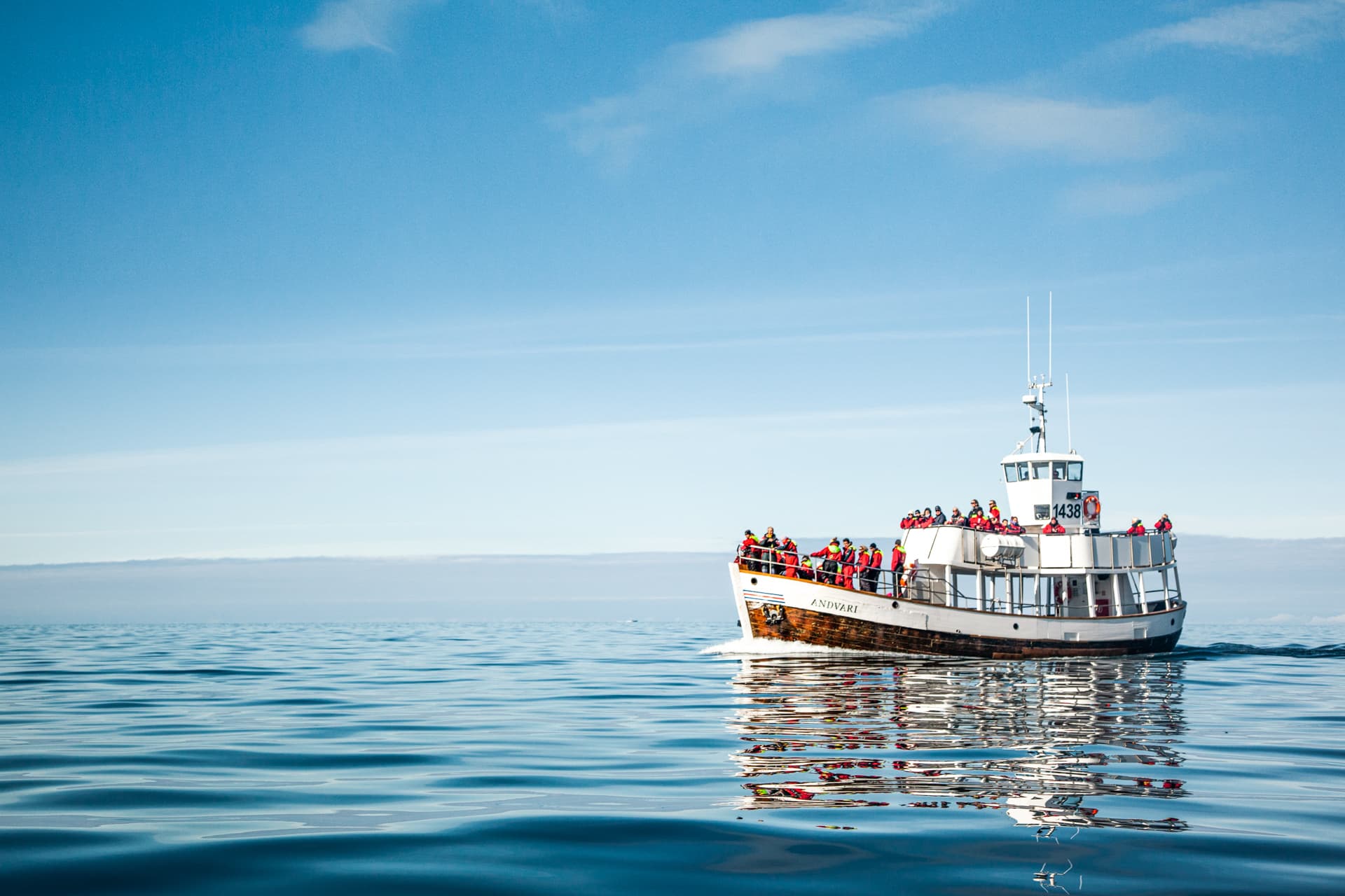 Silent Whale Watching (Carbon-Neutral) - photo 5