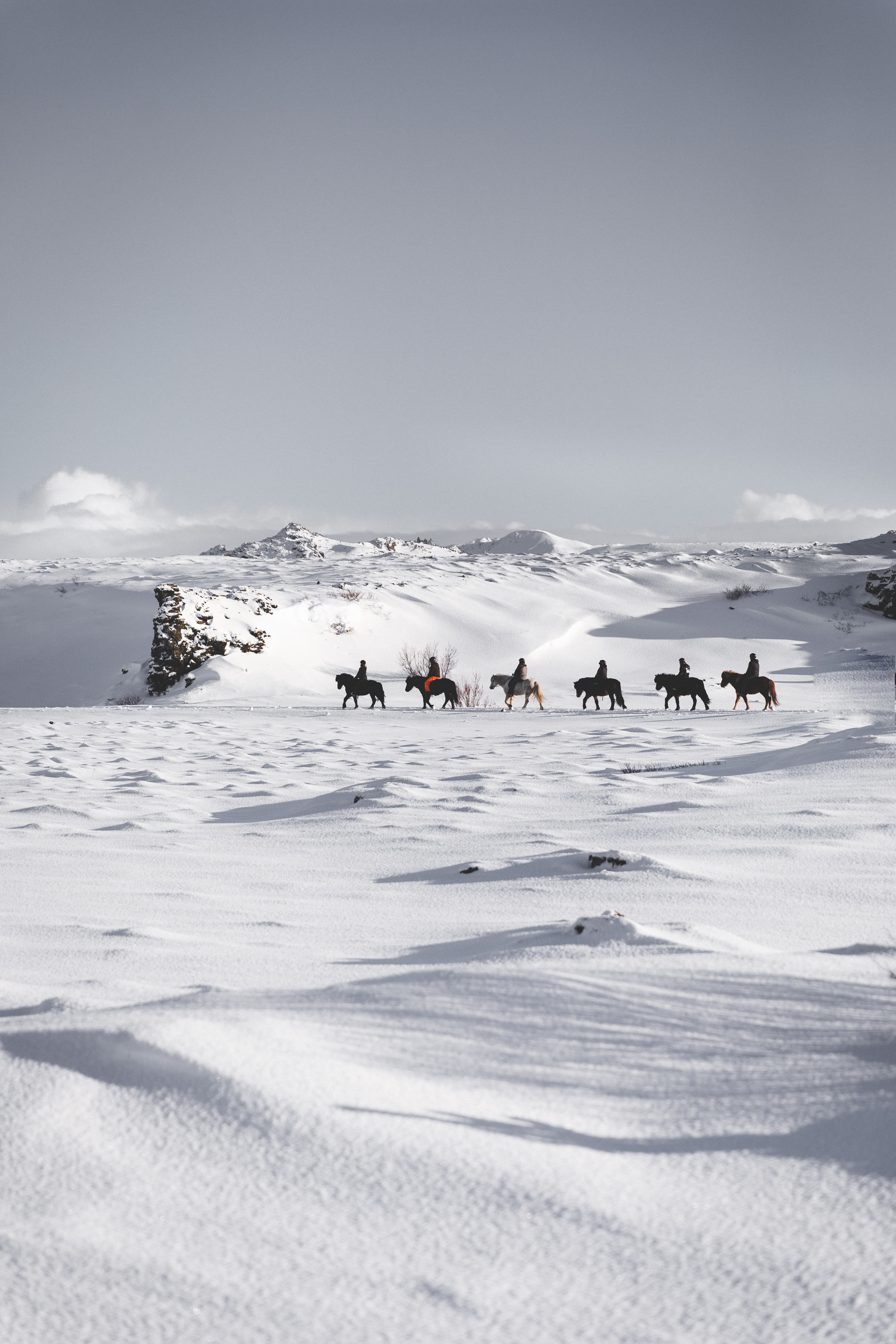 Whales & Horses - photo 7