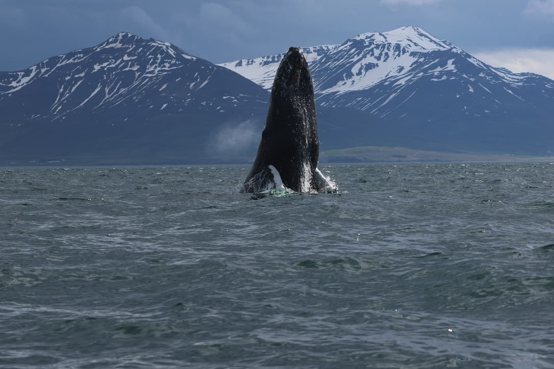 Express Whale Watching From Dalvík - photo 14