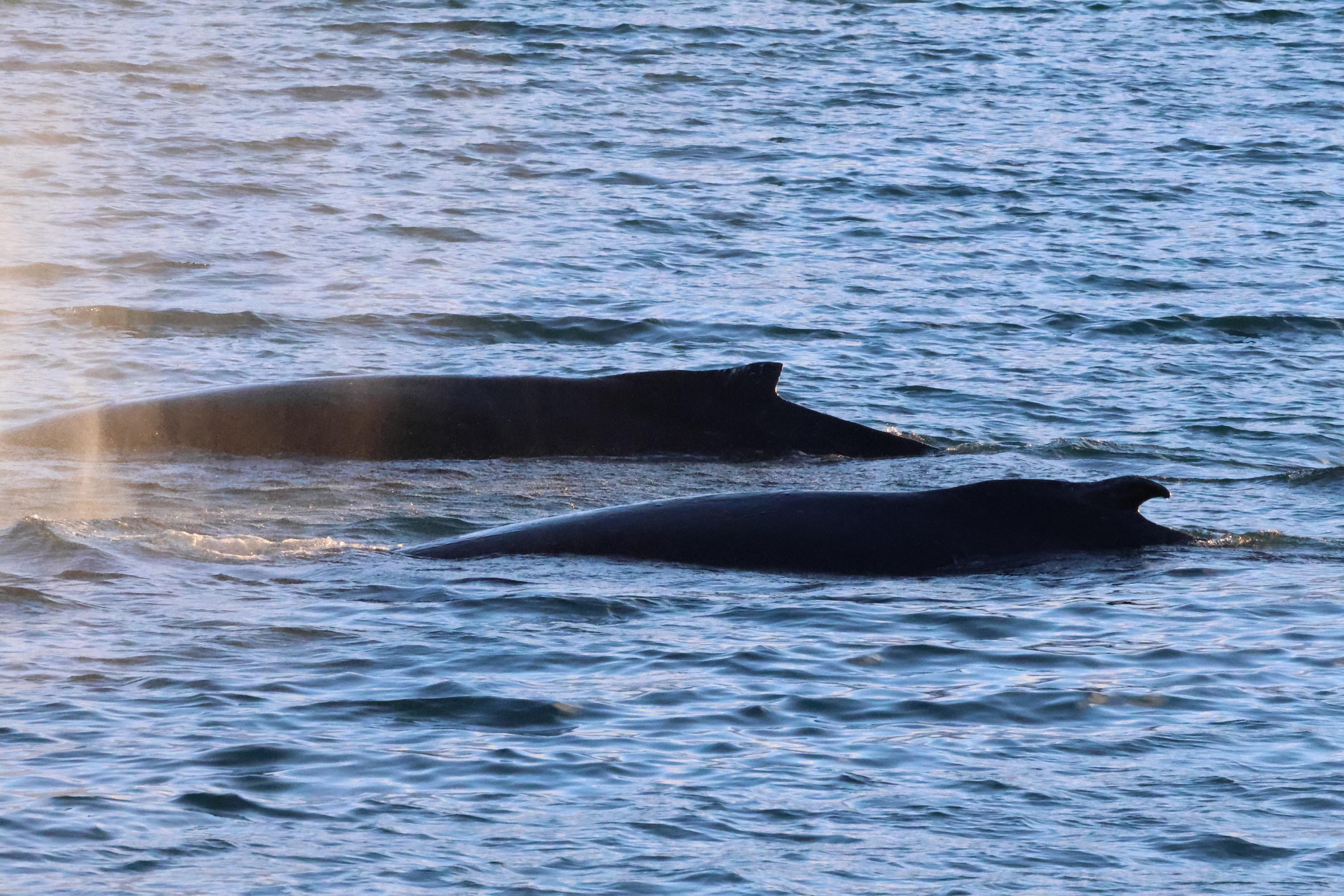 Akureyri Classic Whale Watching - photo 18