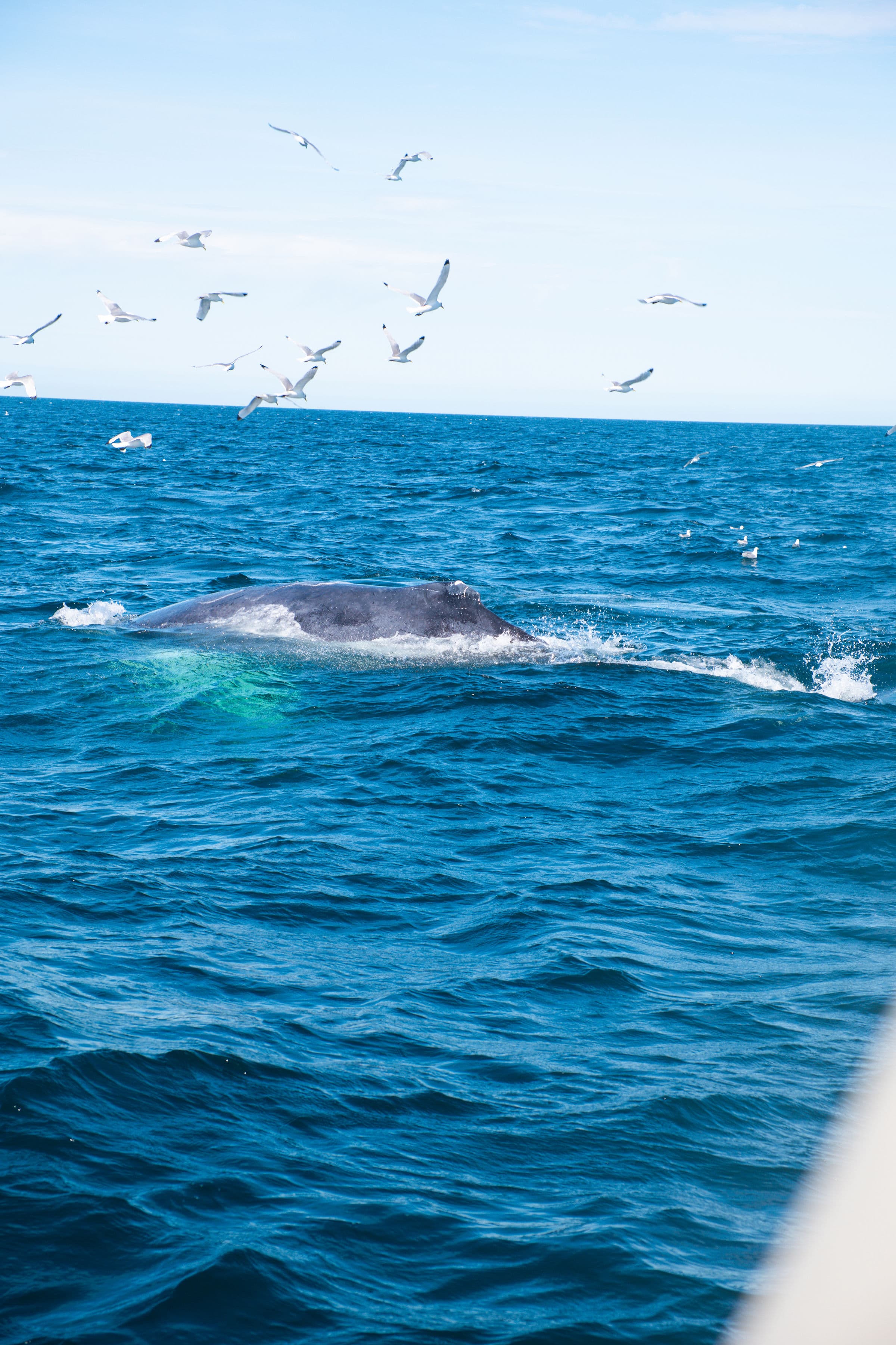 Whale Watching and Puffin Tour: Explore Iceland's Wildlife from Old Harbour in Downtown Reykjavik - photo 8