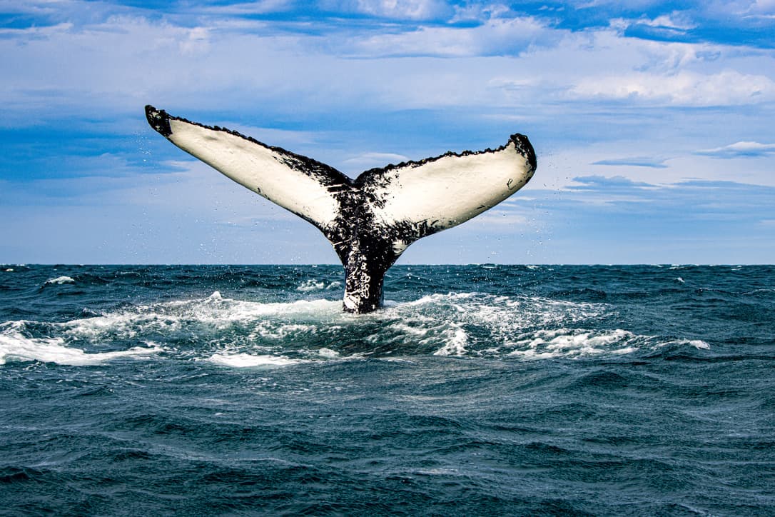 Express Whale Watching From Dalvík - photo 7