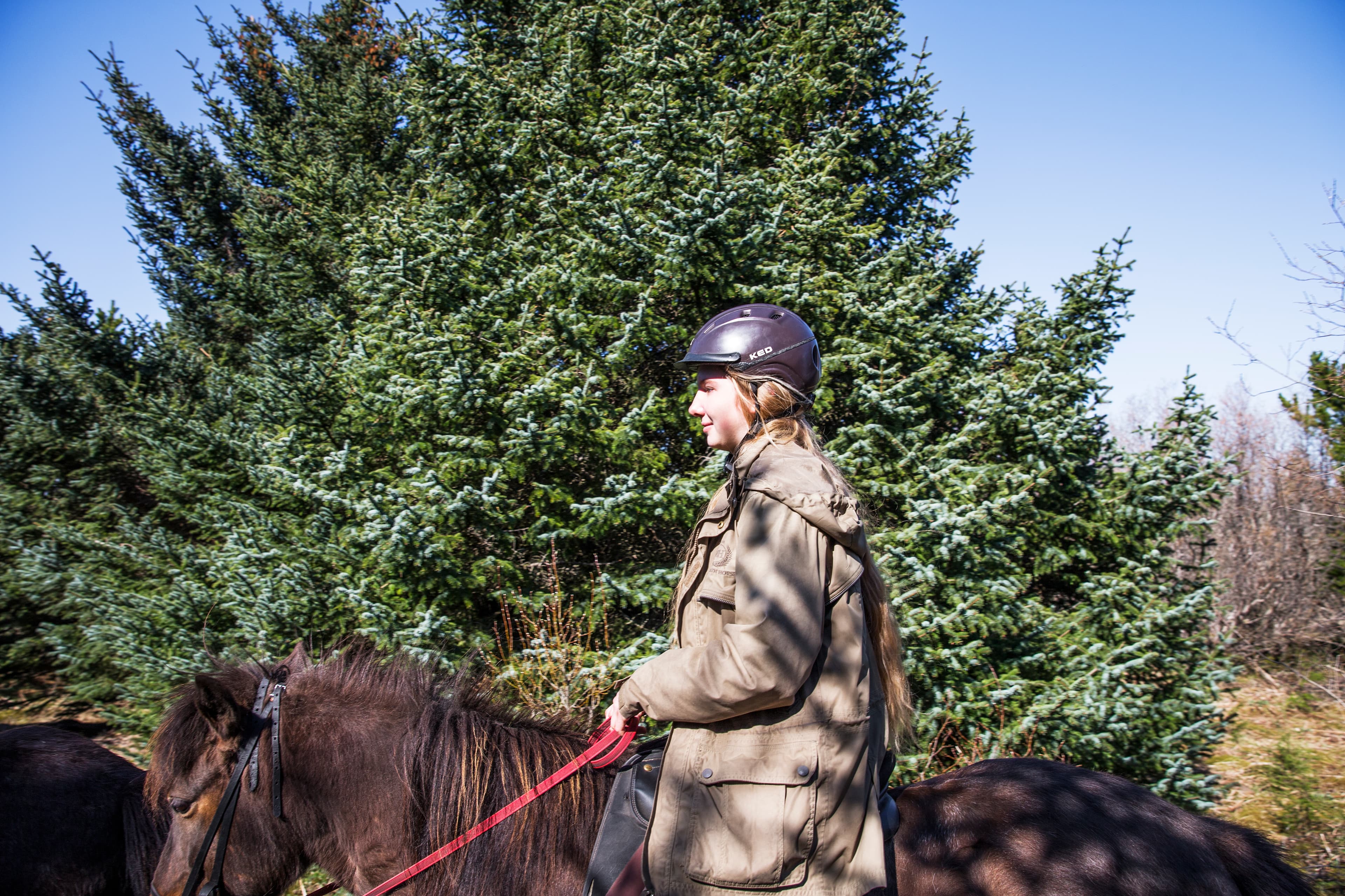 Horses and Waffles - photo 4