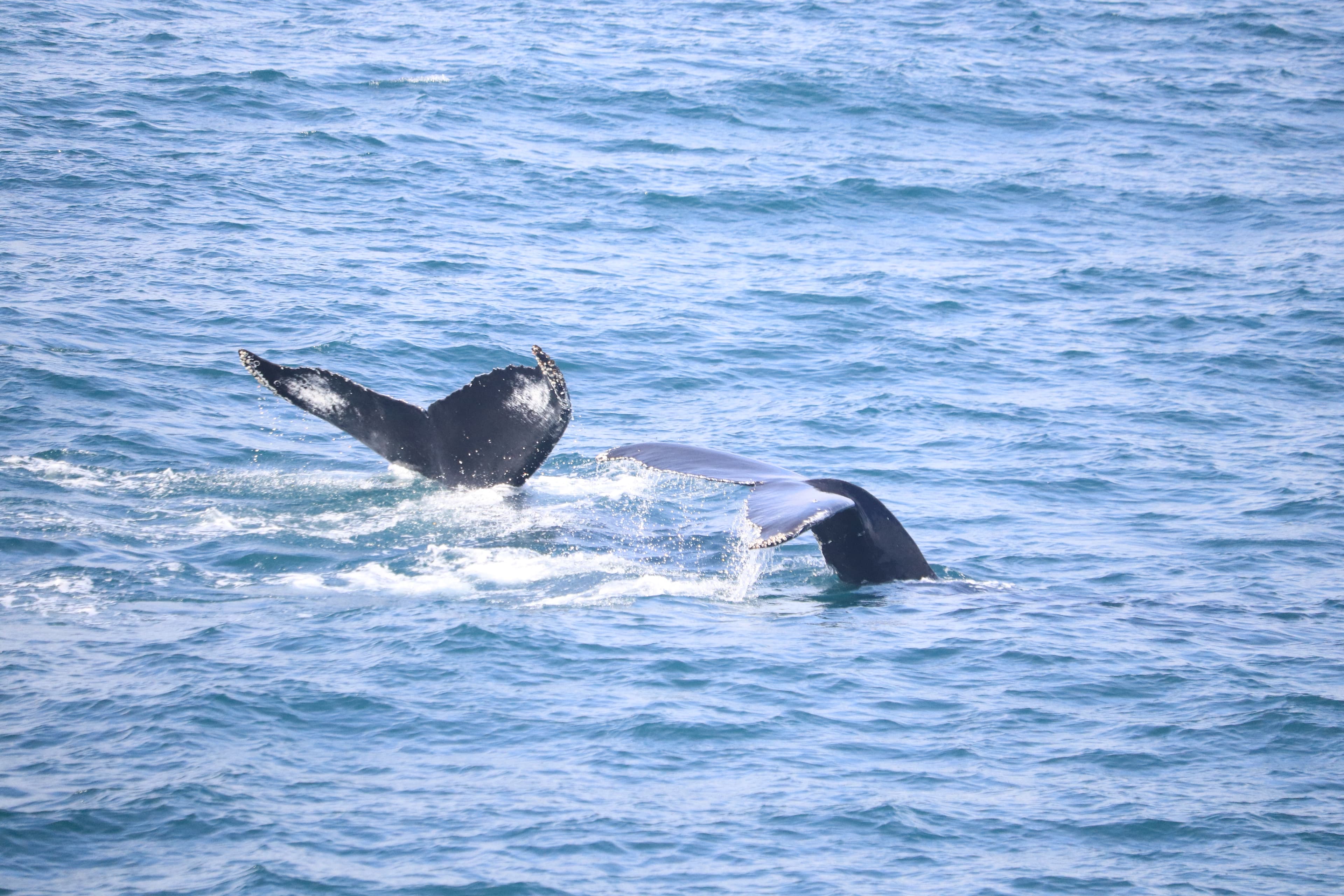 Whale Wonders: Morning Expedition - photo 5