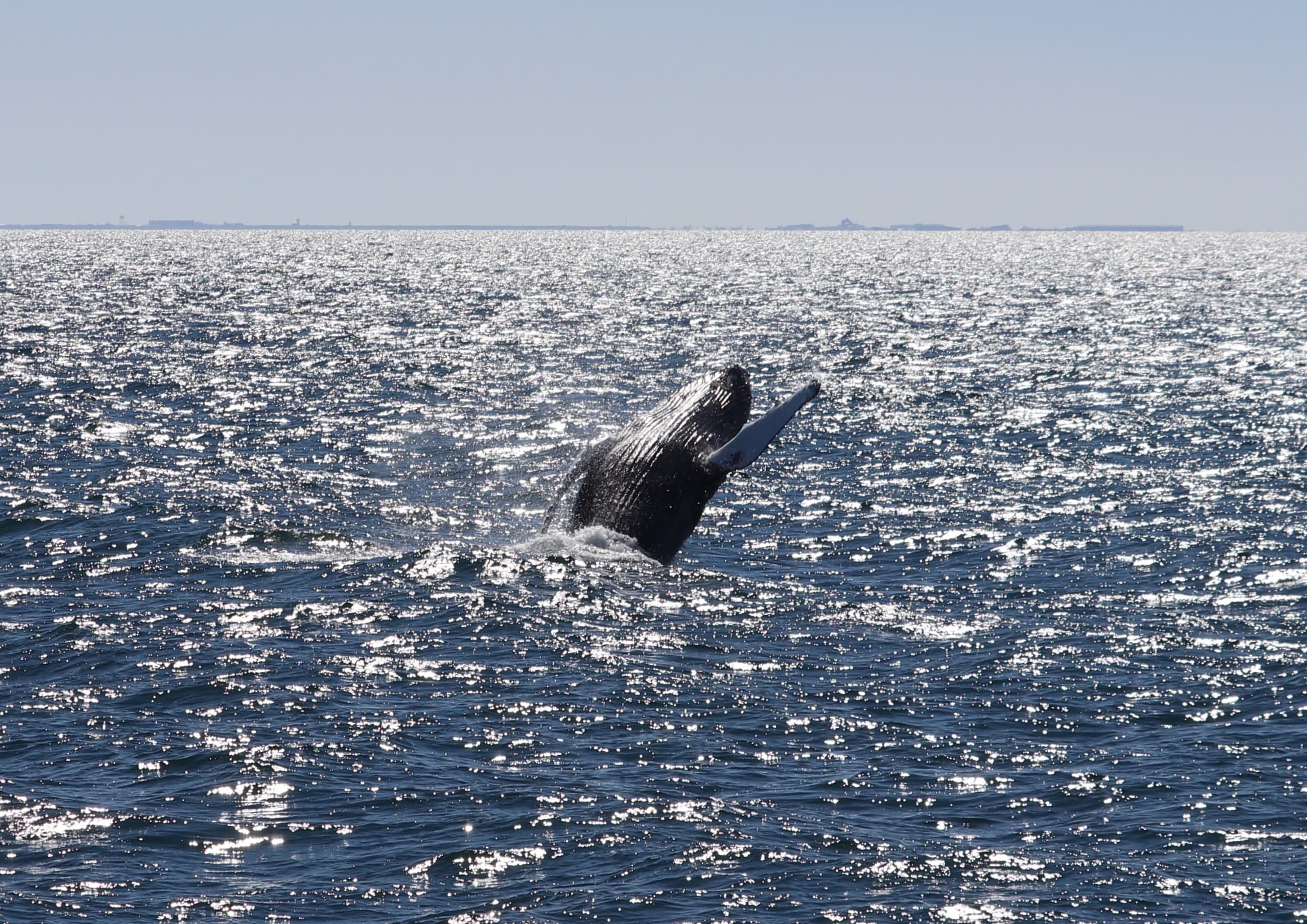 Whale Watching tour from Reykjavik - photo 37