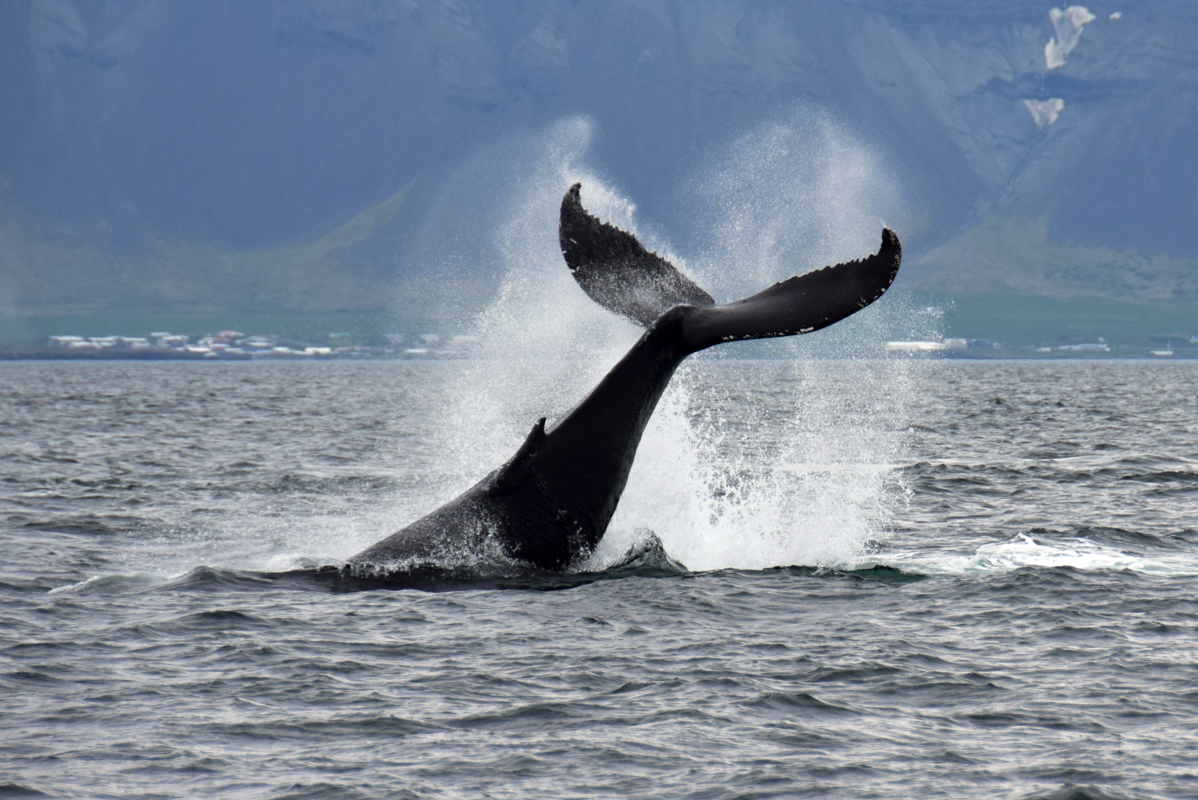The Lava Tunnel & Whale Watching - photo 4
