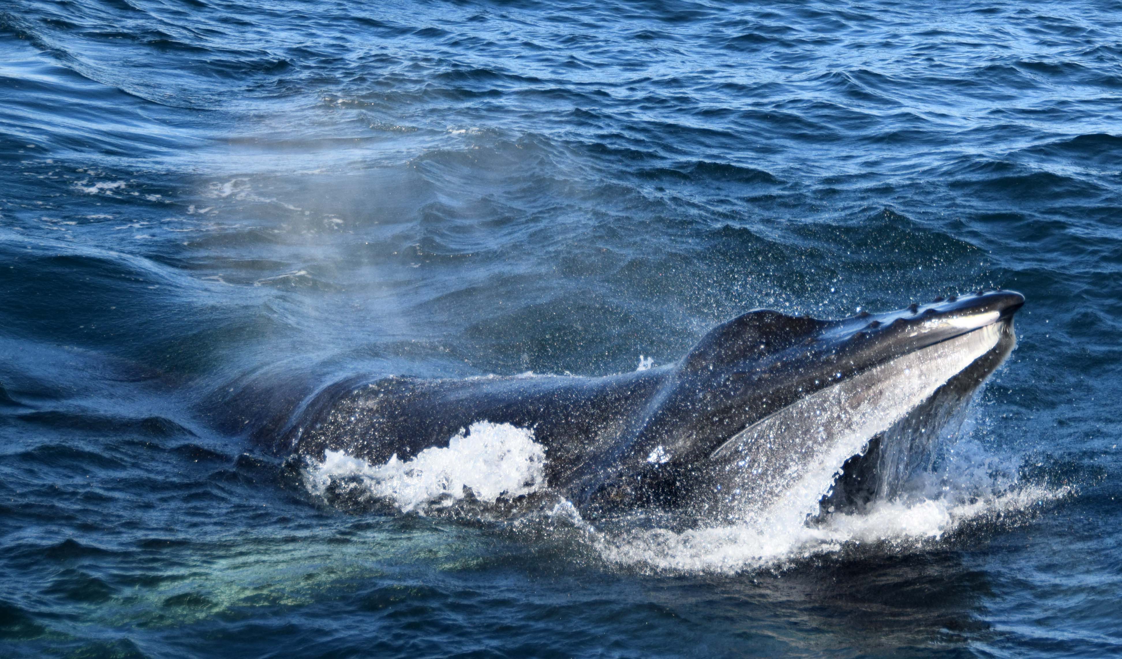 Whales & Auroras - photo 7