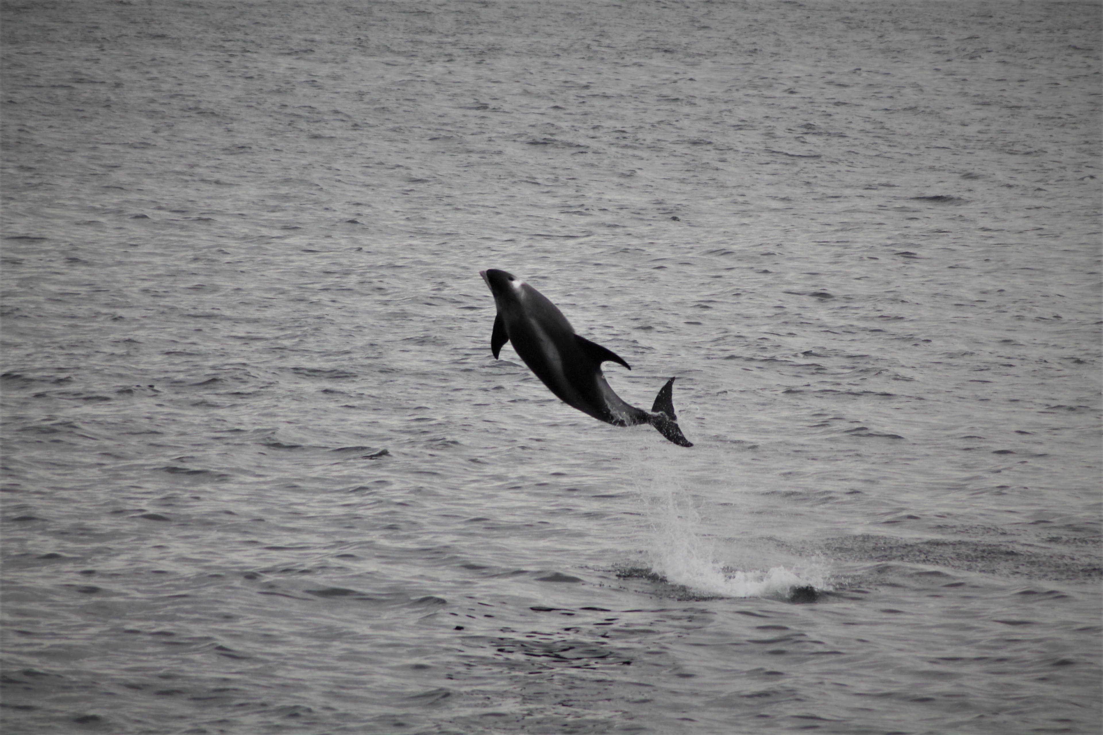 Whale Watching & Northern lights Combo Cruise from Reykjavik - photo 42