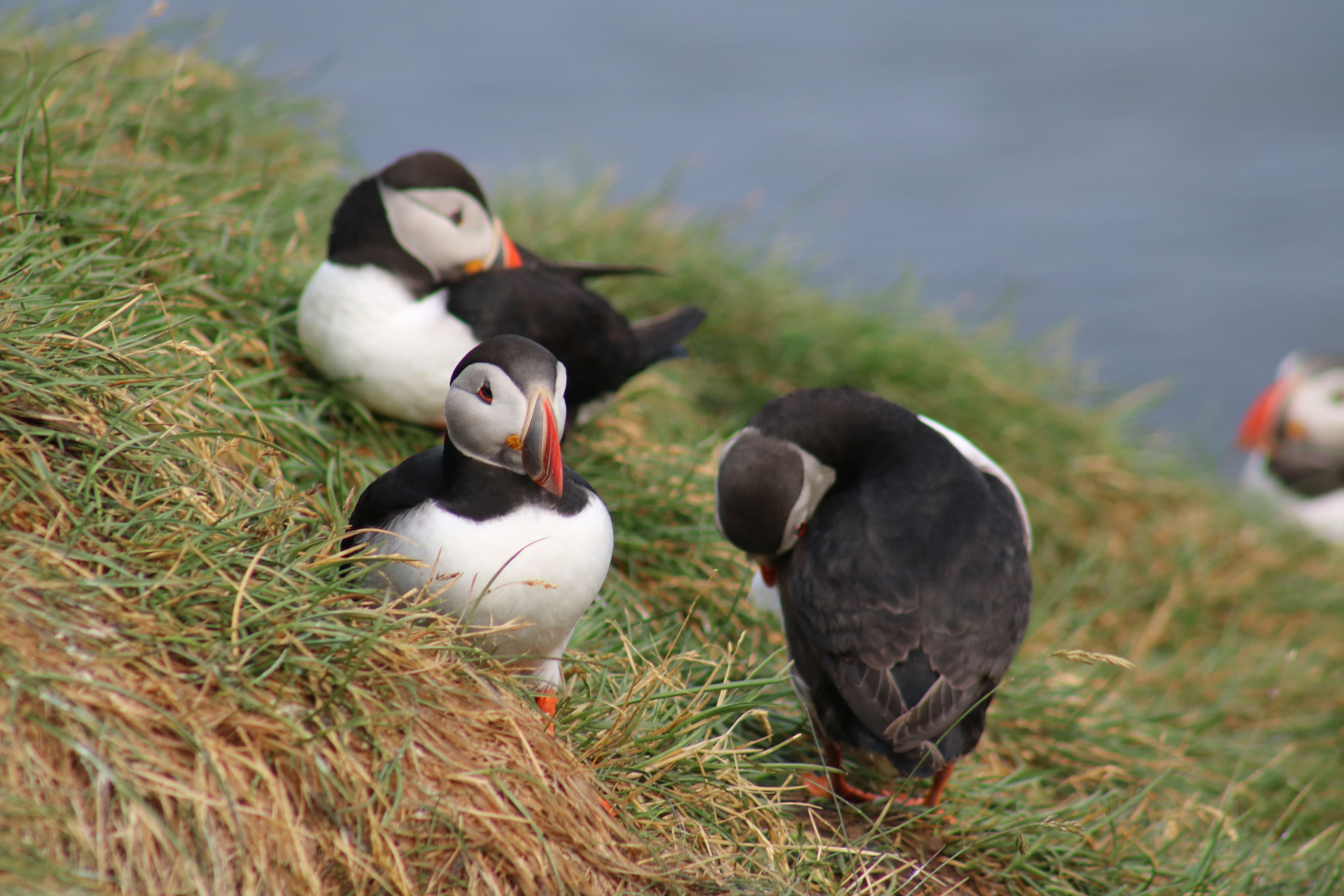 Reykjavík Premium Puffin Watching - photo 17