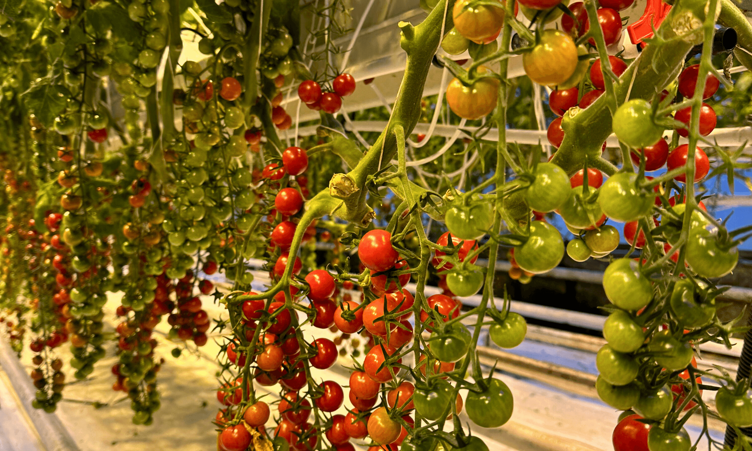 Private Golden Circle Classic Tour with Kerið Crater and Friðheimar Tomato Farm - photo 16