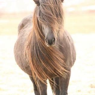 Horse Riding Tour and Explore Scenery in Gásir Akureyri - photo 4