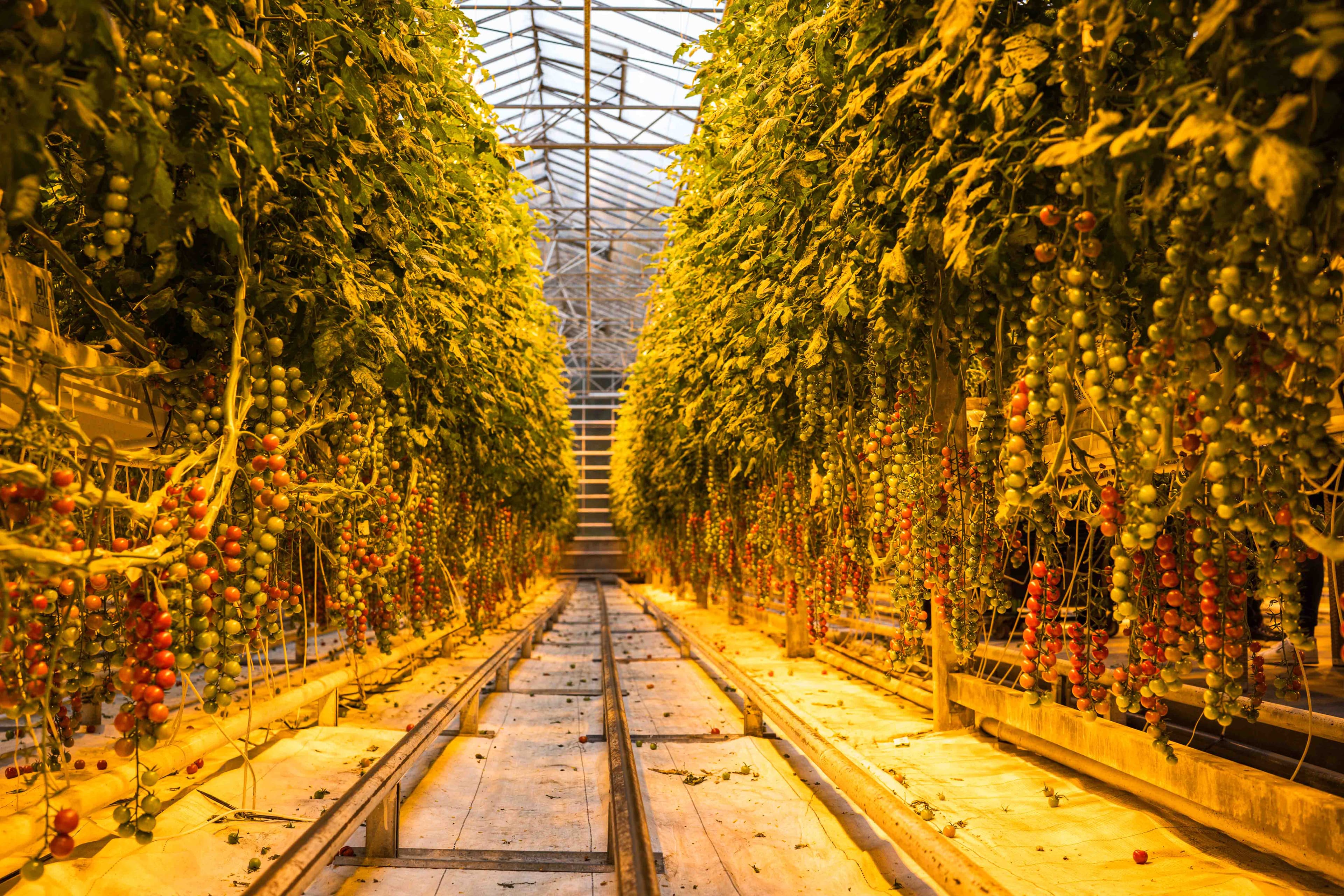 Golden Circle and Waterfalls, with Friðheimar Farm and Kerið in small group - photo 7