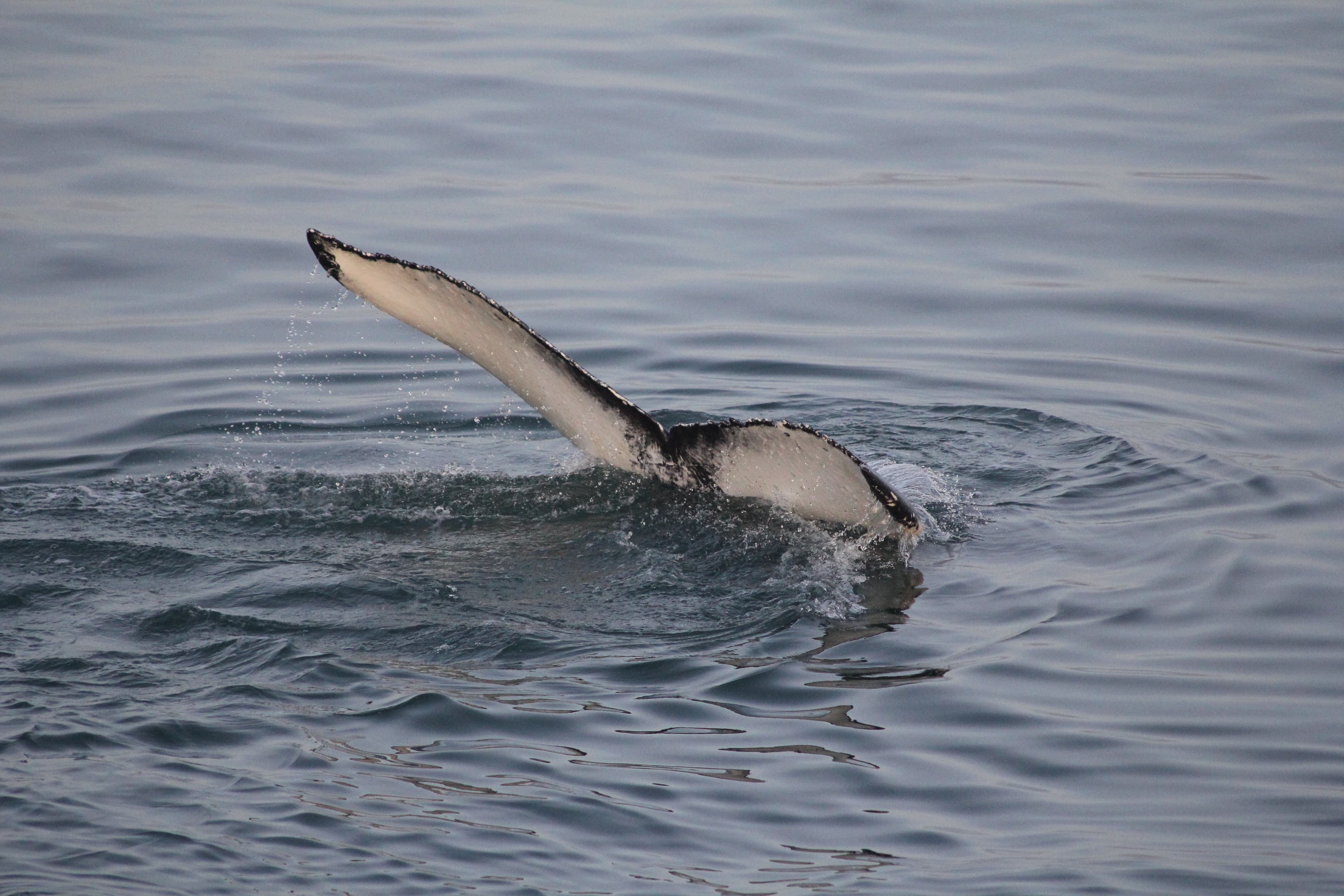RIB Whale Expedition: 2-Hour High-Speed Adventure - photo 8