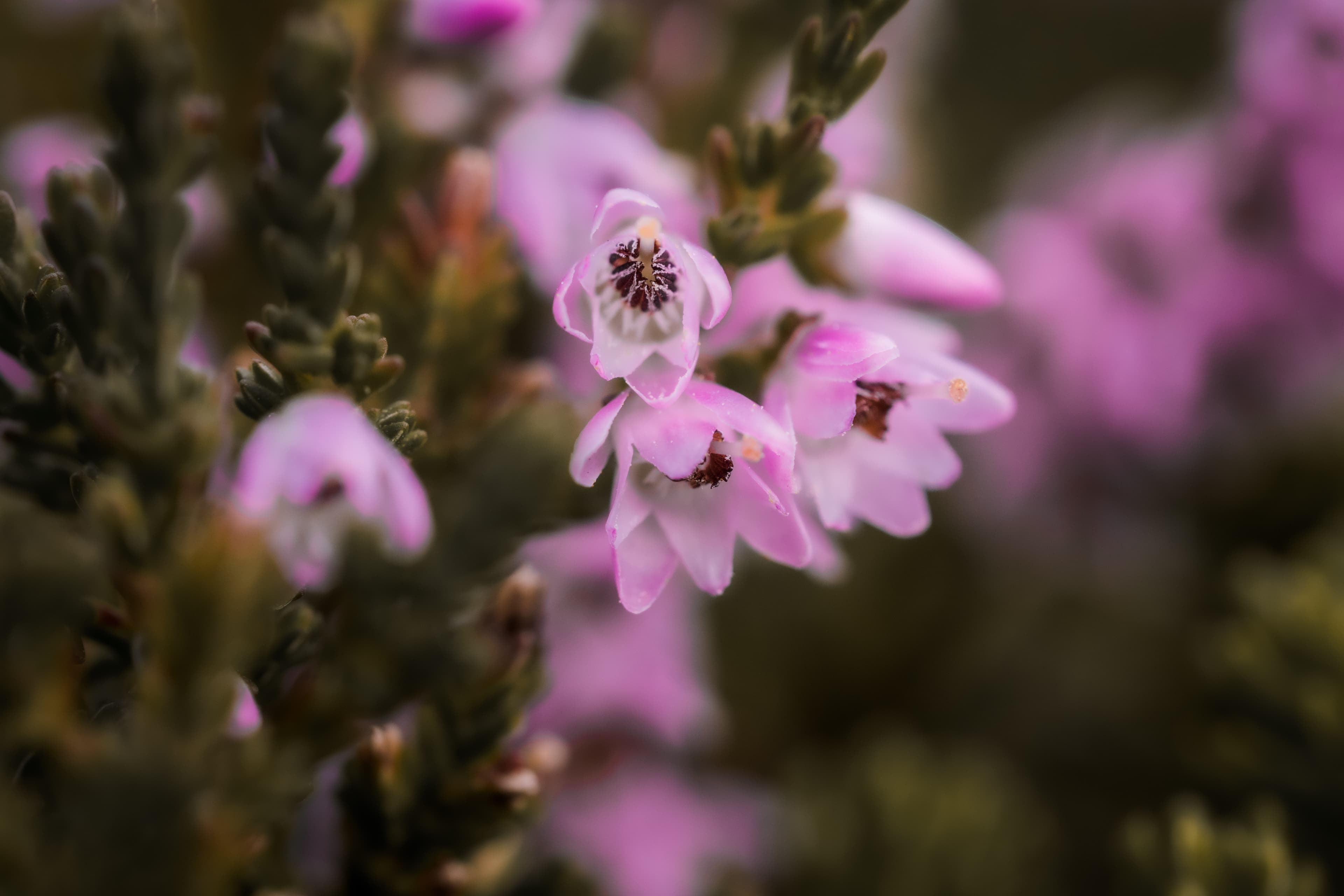 Private Snaefellsnes tour - photo 5