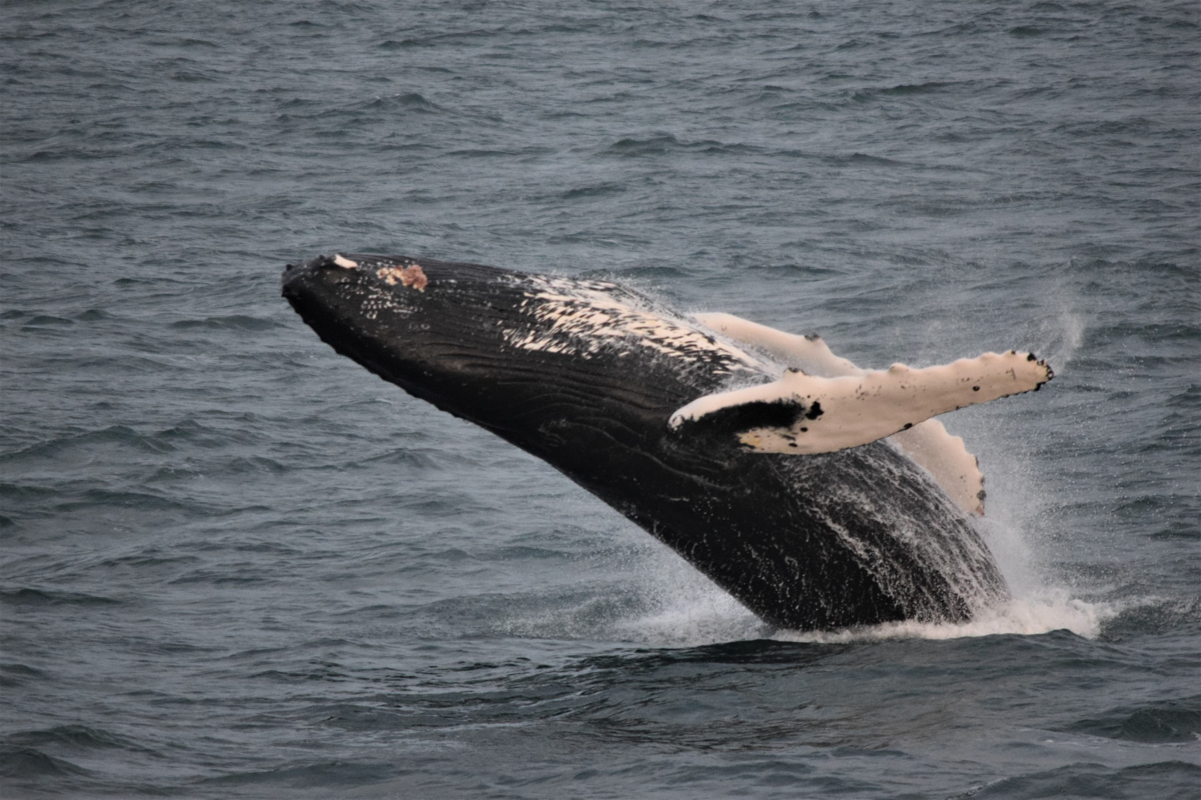 Whale Watching - photo 16