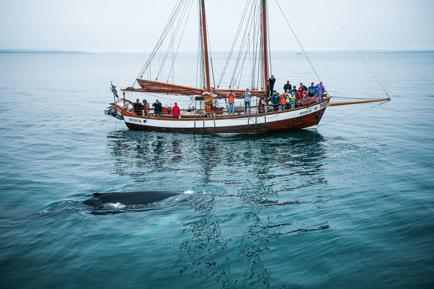 Whales and Sails - photo 5