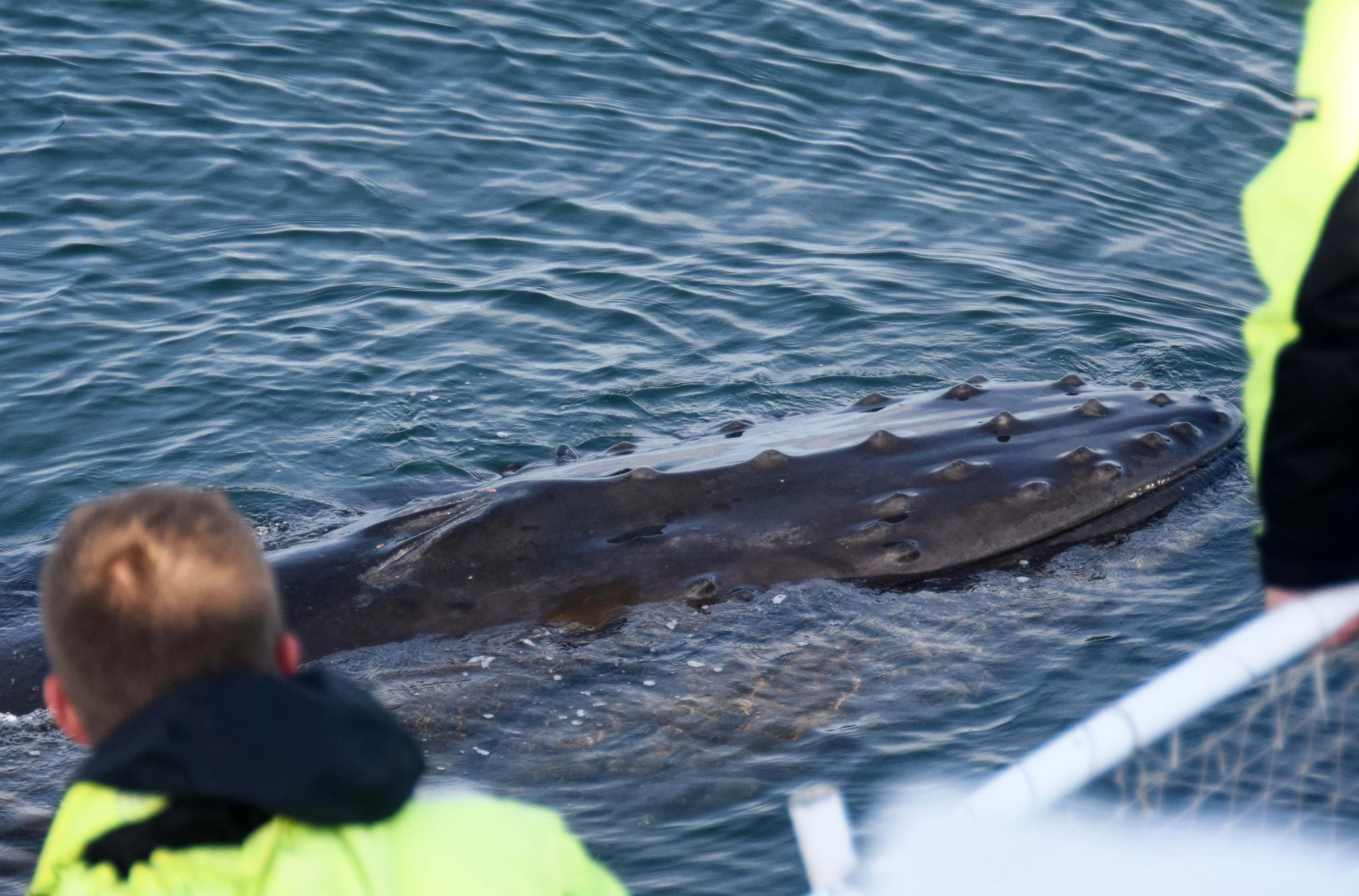 Whales & Horses - photo 8