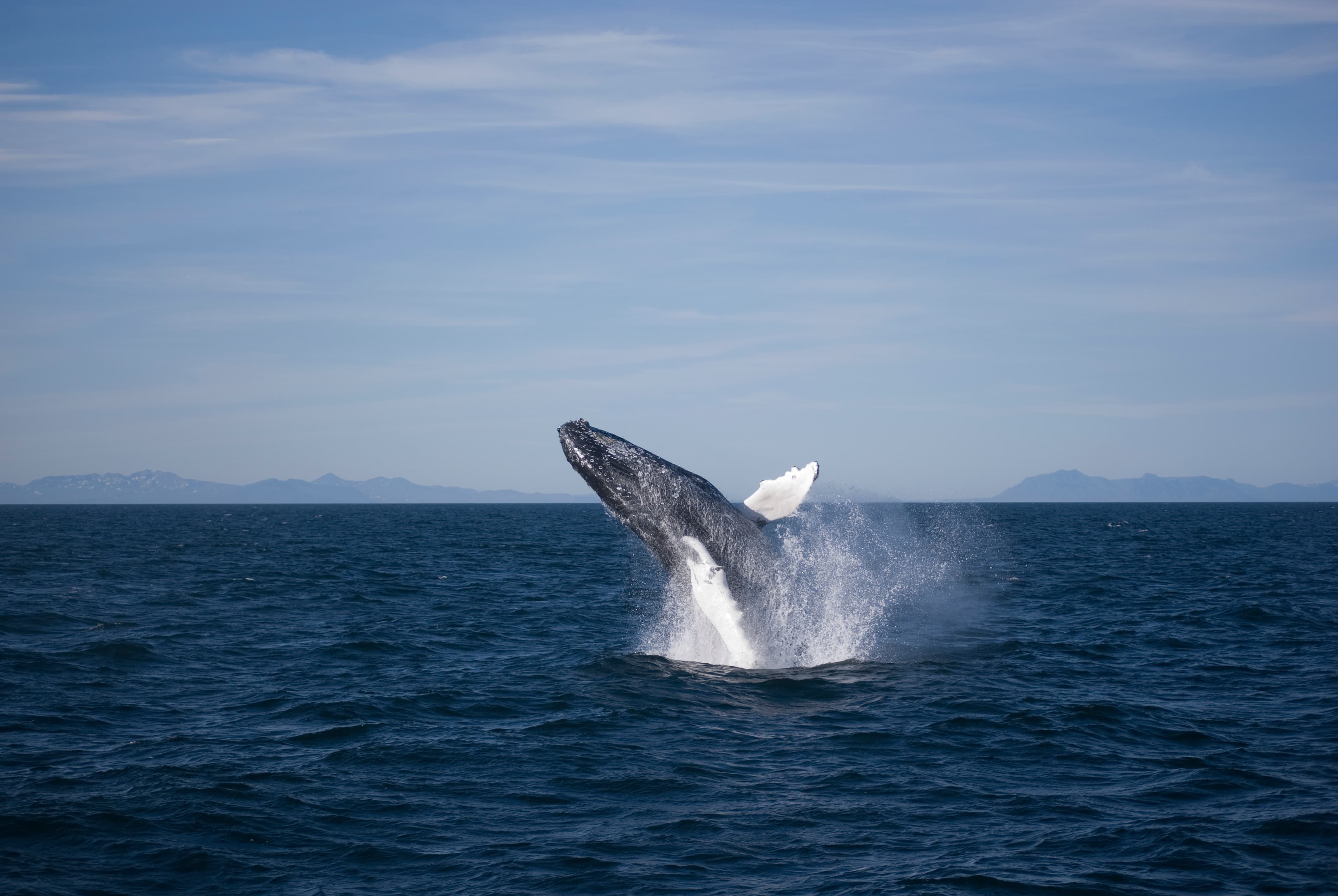 Goðafoss Waterfall & Whale Watching Tour from Akureyri - photo 3