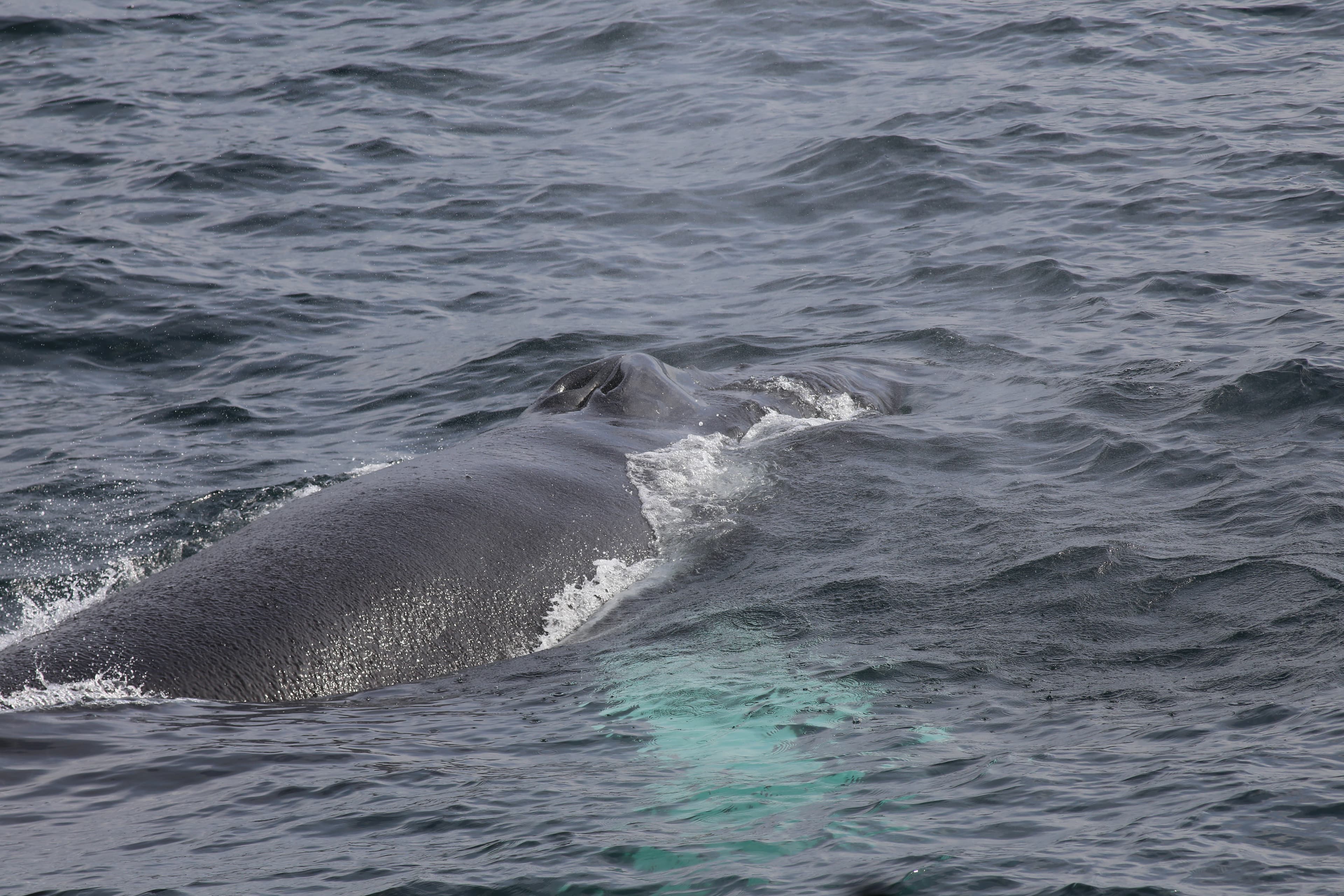 Whale Watching tour from Reykjavik - photo 74