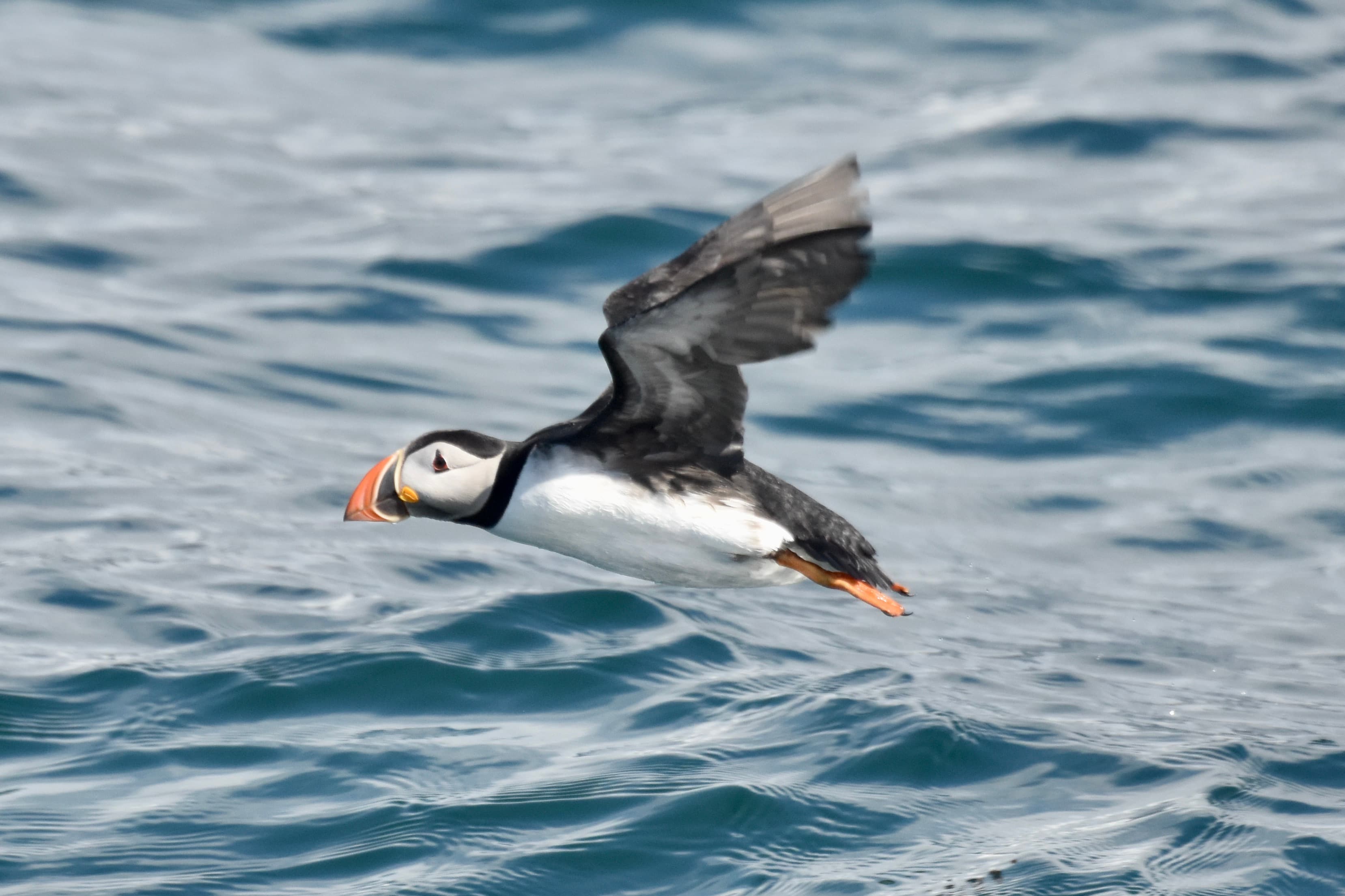 Reykjavík Classic Puffin Watching - photo 28