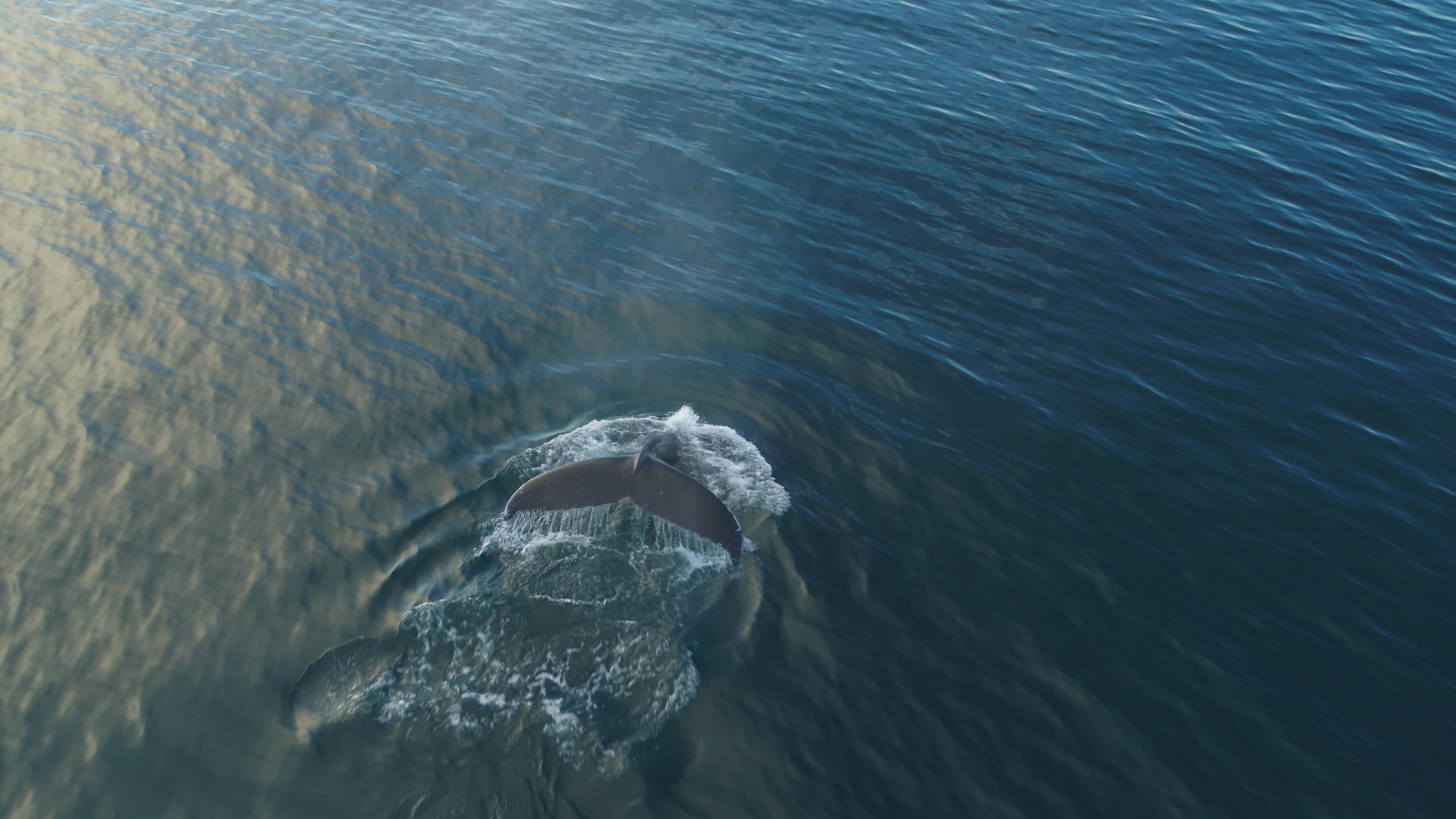 Whale Watching - photo 14