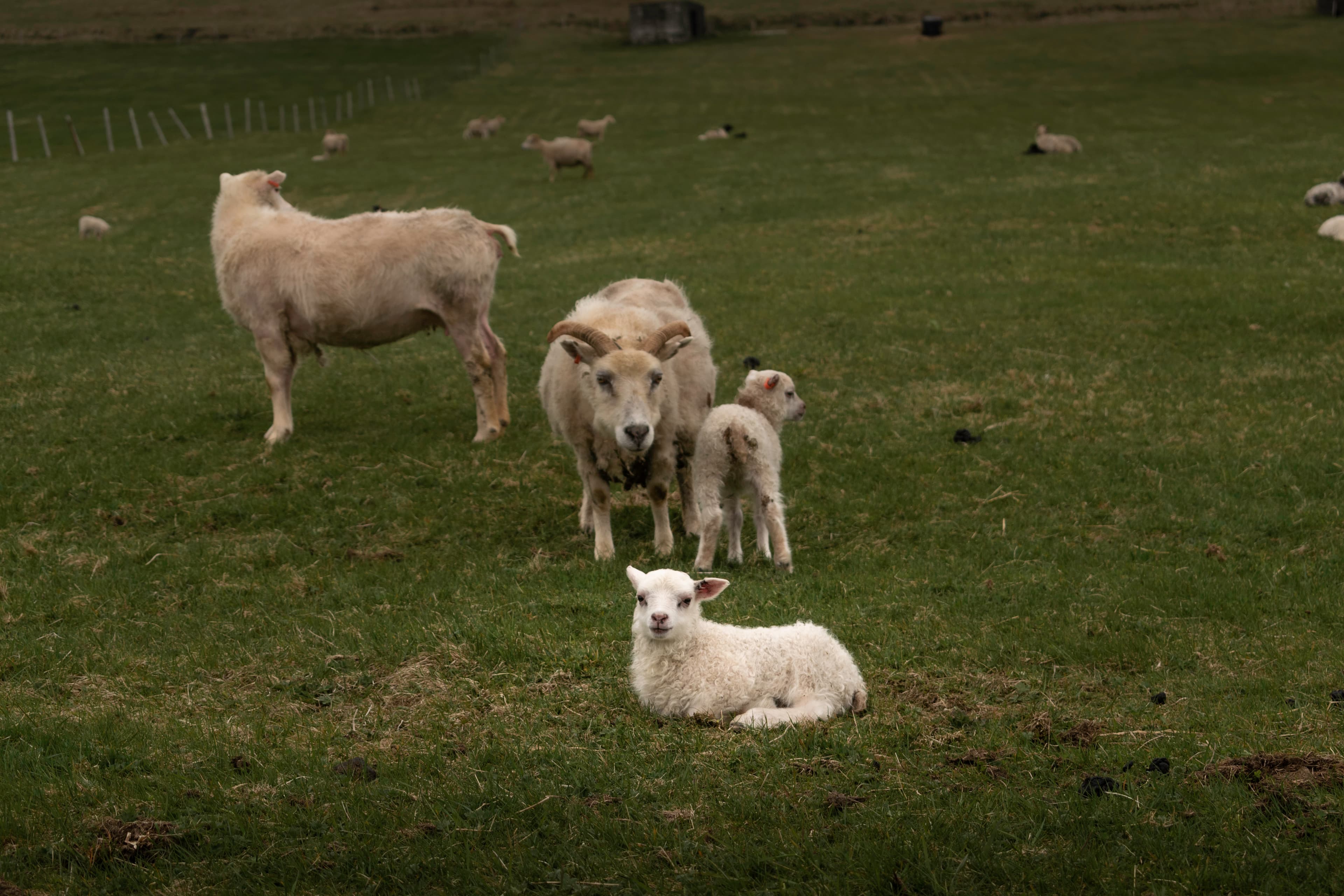 Private SuperJeep tour to the Westman Islands: History and Natural Wonders - photo 18