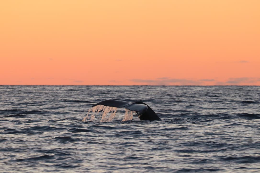 Midnight Sun Whale Watching - photo 10