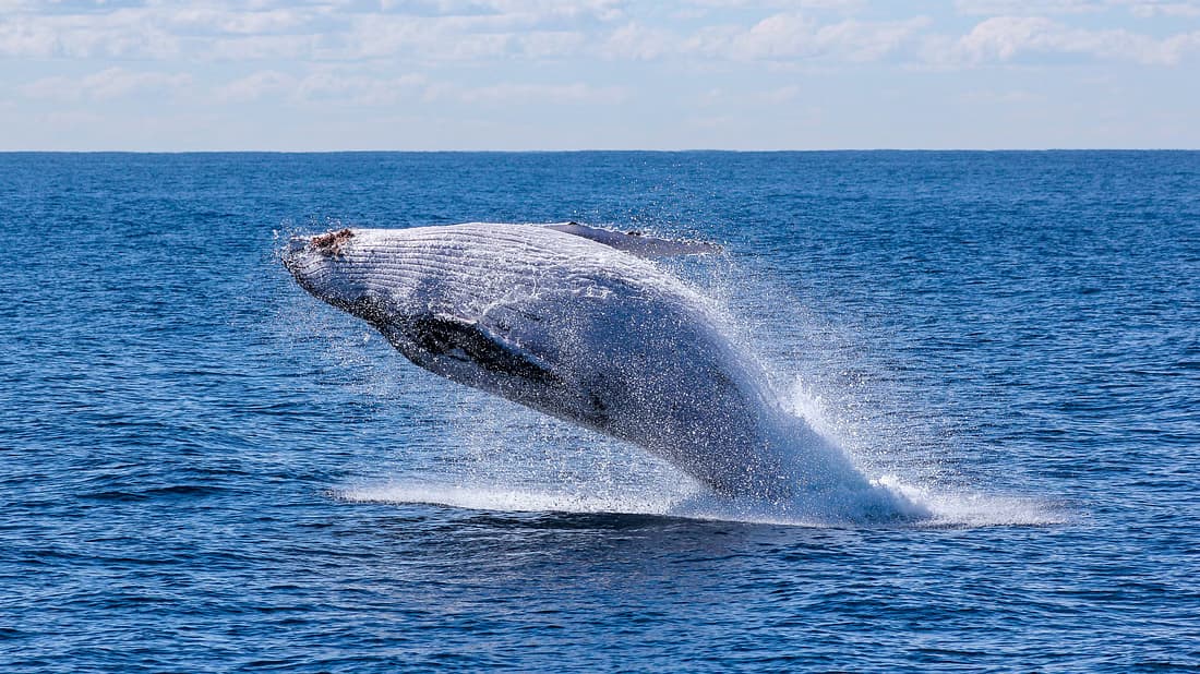 Sailing with Giants: Whale Watching from Reykjavik - photo 5