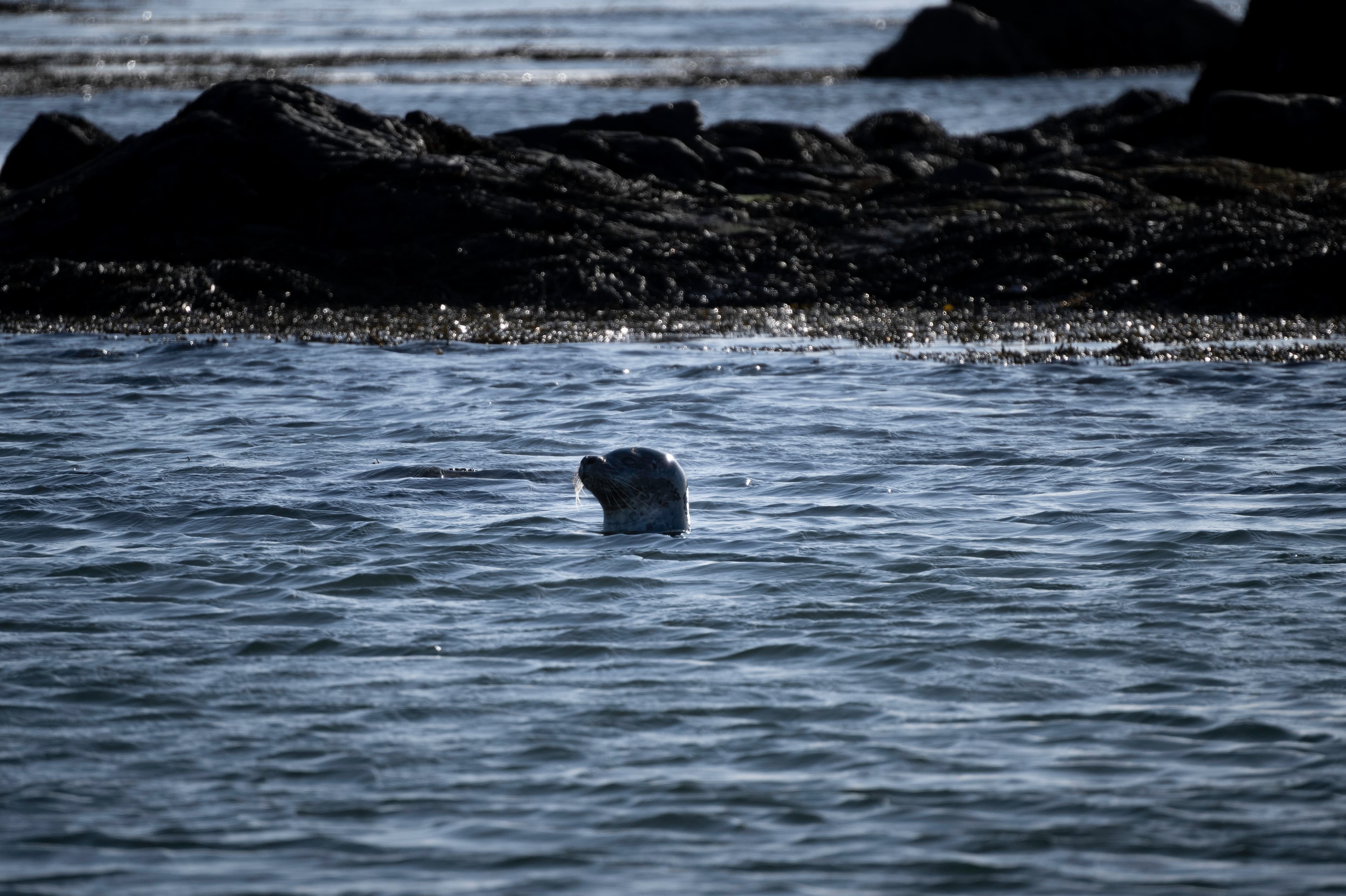 Small group Tour: Snæfellsnes Peninsula and Lava Cave - photo 4