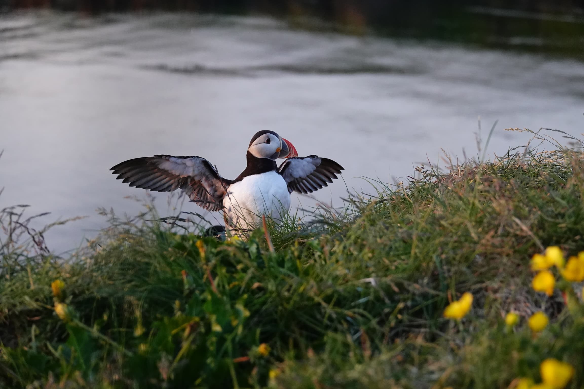 Puffin Quest - photo 3
